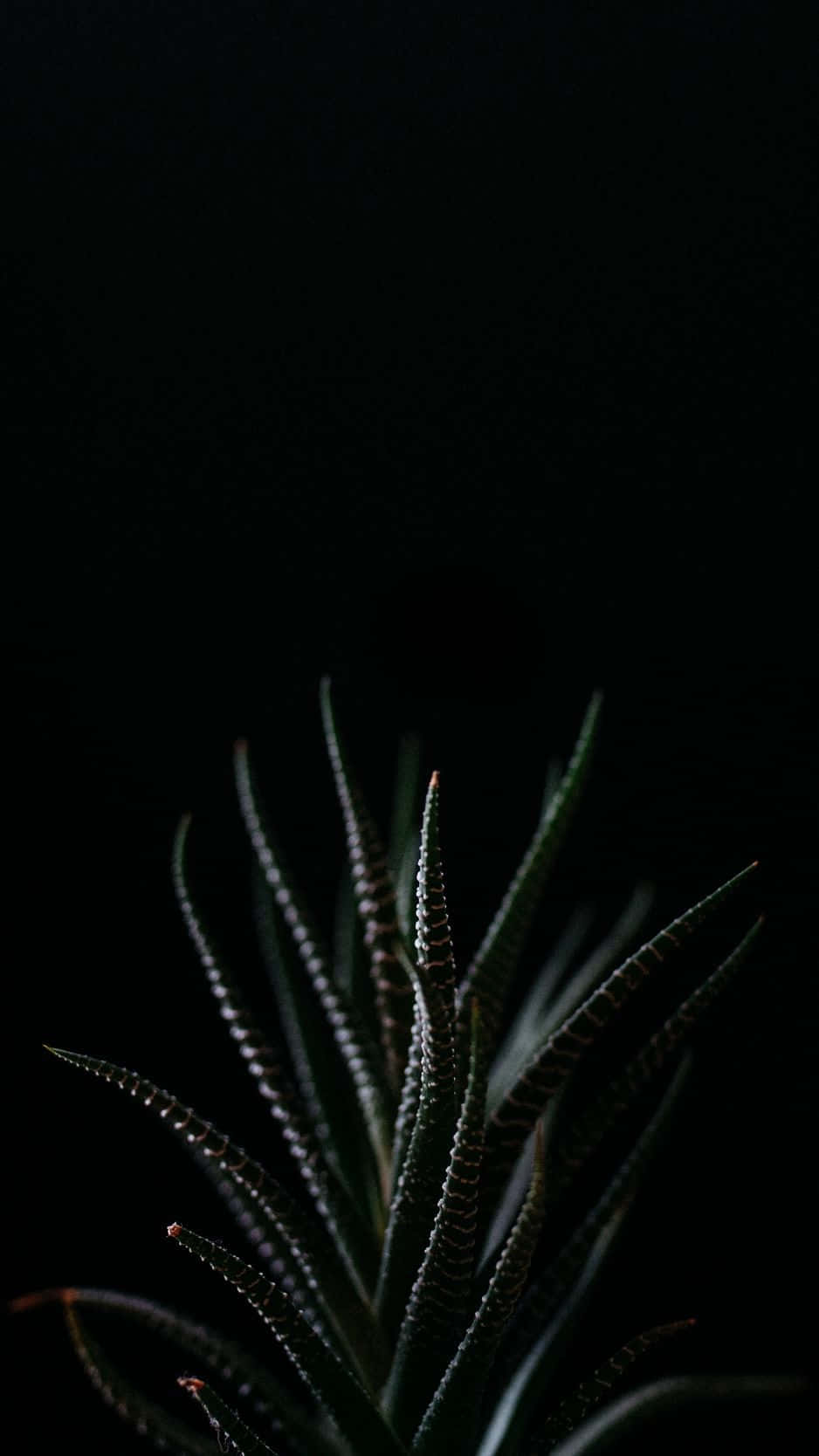 Plant 桌布 壁紙 — 一棵帶刺的多肉植物在深黑色背景上散發著細微的光澤。