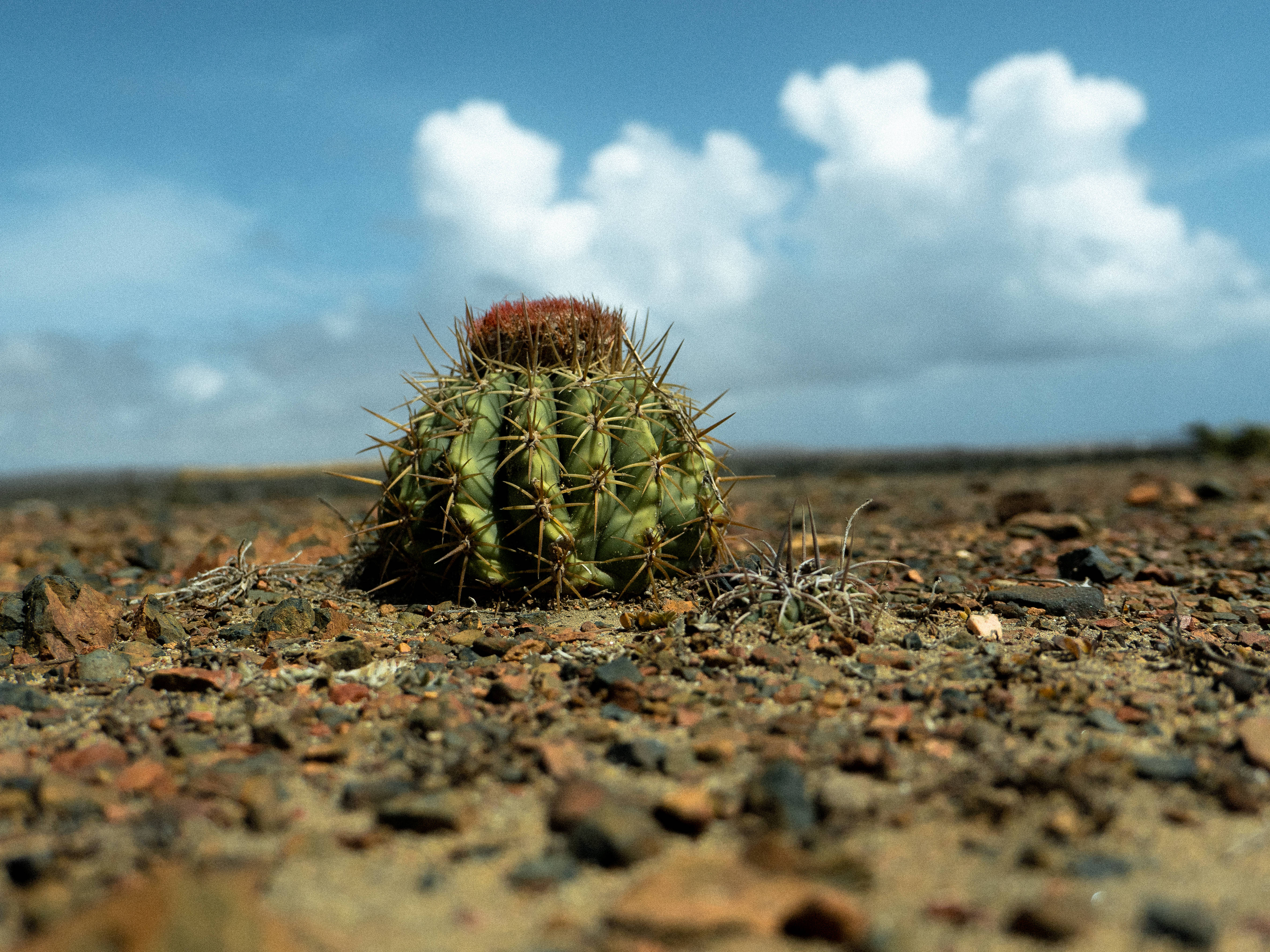 Aruba 桌布 壁紙 — 一棵帶刺的綠色桶形仙人掌，頂部略帶紅色，獨自矗立在岩石沙漠地面上，上方是明亮的藍天和蓬鬆的白雲。