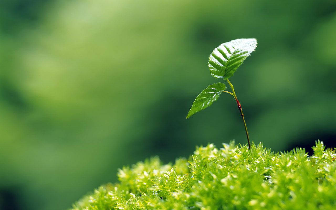 Plant 桌布 壁紙 — 一棵帶有兩片葉子的鮮綠色嫩芽從茂密的苔蘚床中冒出，背景是柔和模糊的森林。