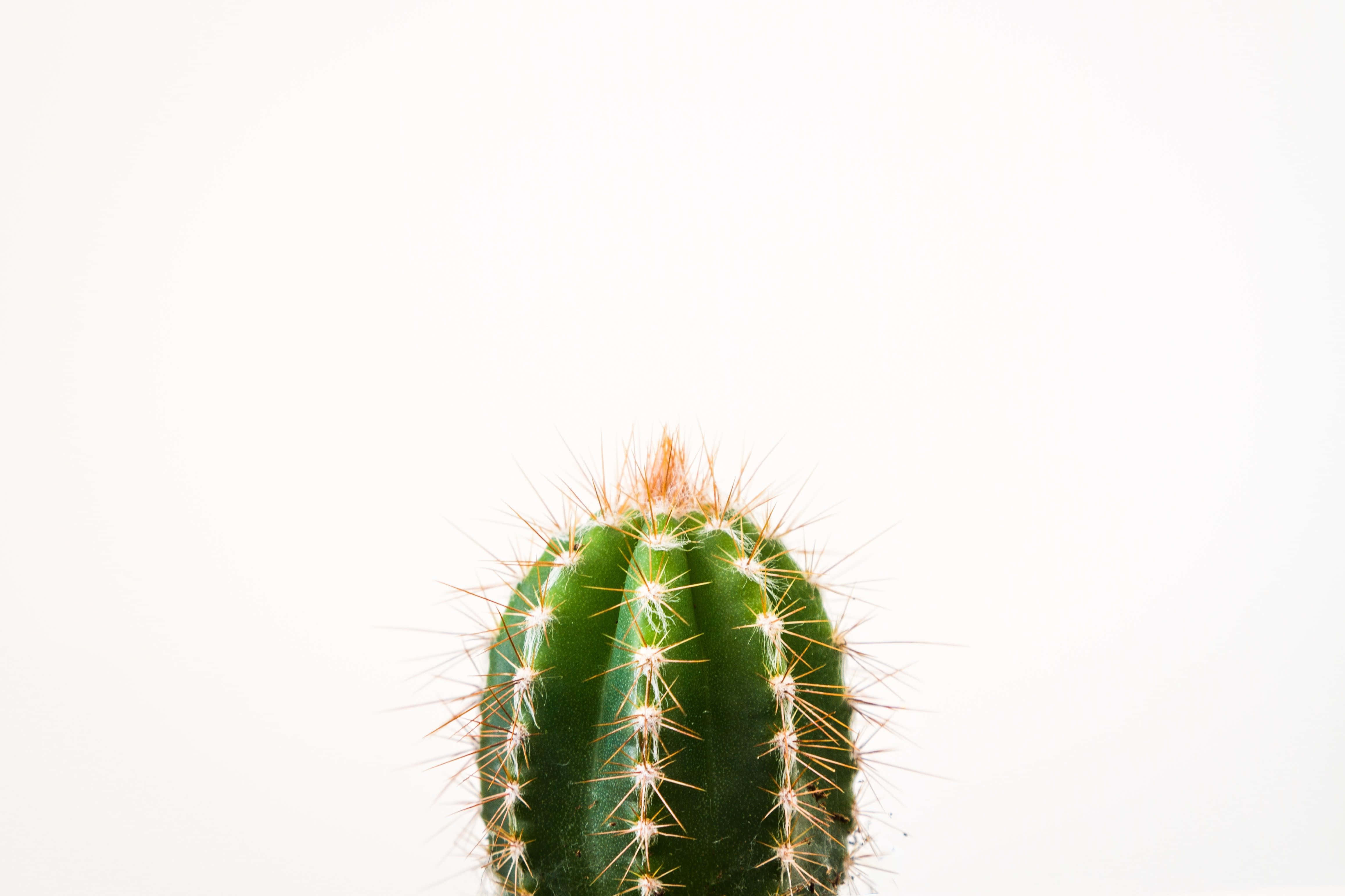 Cactus 桌布 壁紙 — 一棵帶有尖刺的綠色桶形仙人掌，居中於明亮的白色背景上。