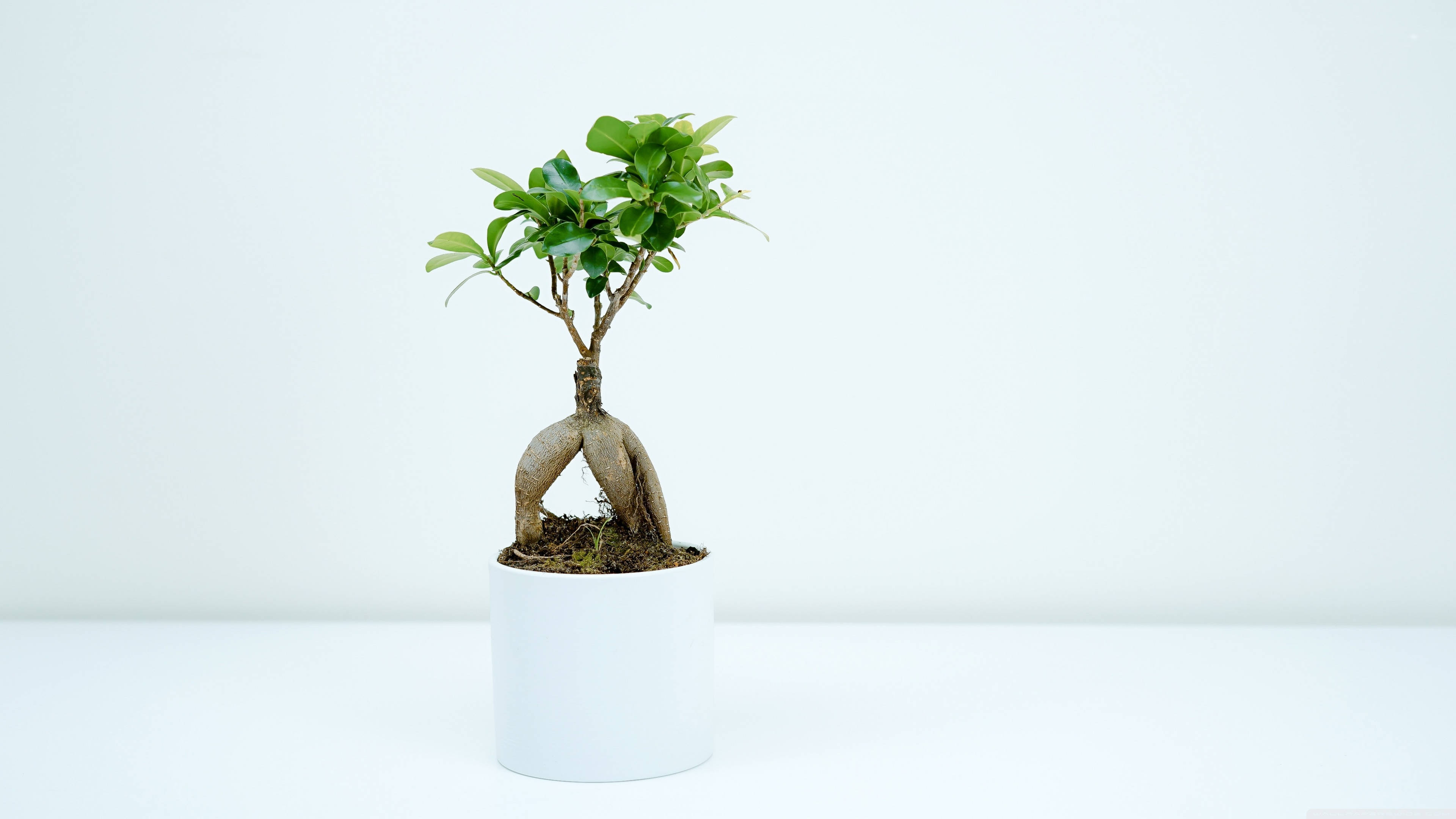 Plant 桌布 壁紙 — 一棵帶有扭曲根部及茂盛綠葉的小盆栽盆景樹，矗立在潔白背景前。