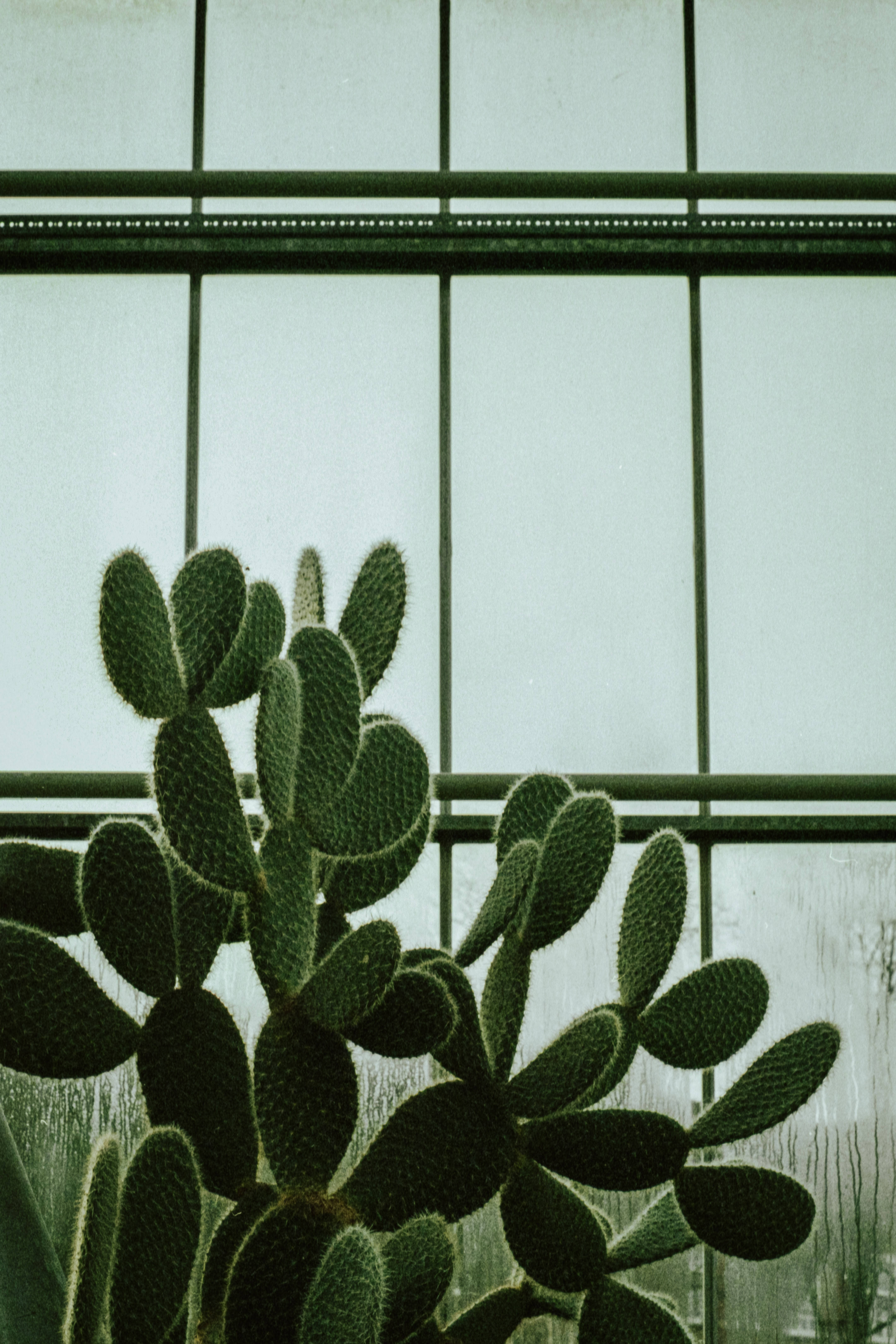 Cactus 桌布 壁紙 — 一棵帶有絨毛綠色墊的仙人掌果在溫室的玻璃窗格網格前生長。