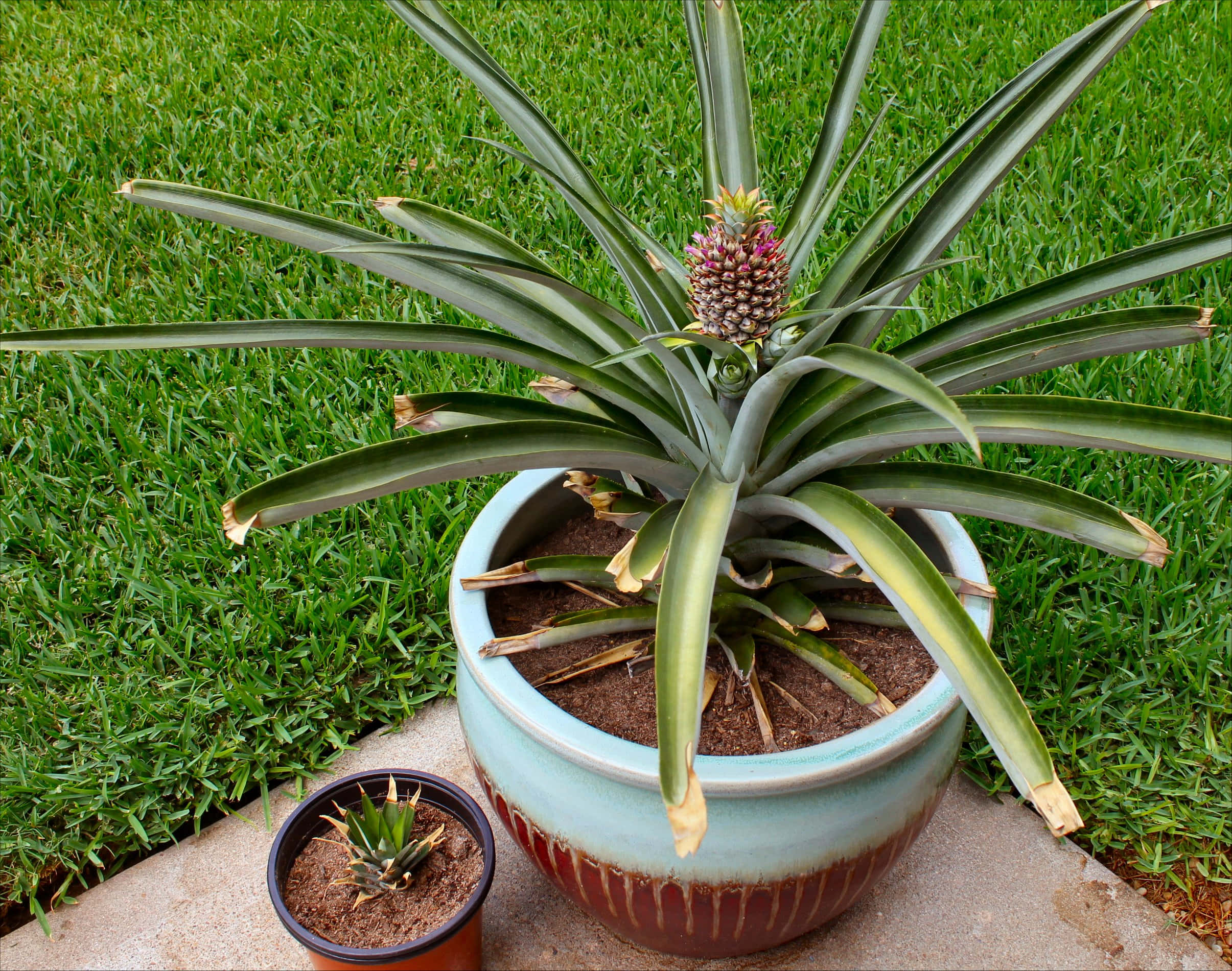 Pineapple 桌布 壁紙 — 一棵帶有萌芽果實的鳳梨植物，放在石頭庭院上的陶瓷花盆中，旁邊是一個較小的盆栽多肉植物，背景是充滿活力的綠色草地。