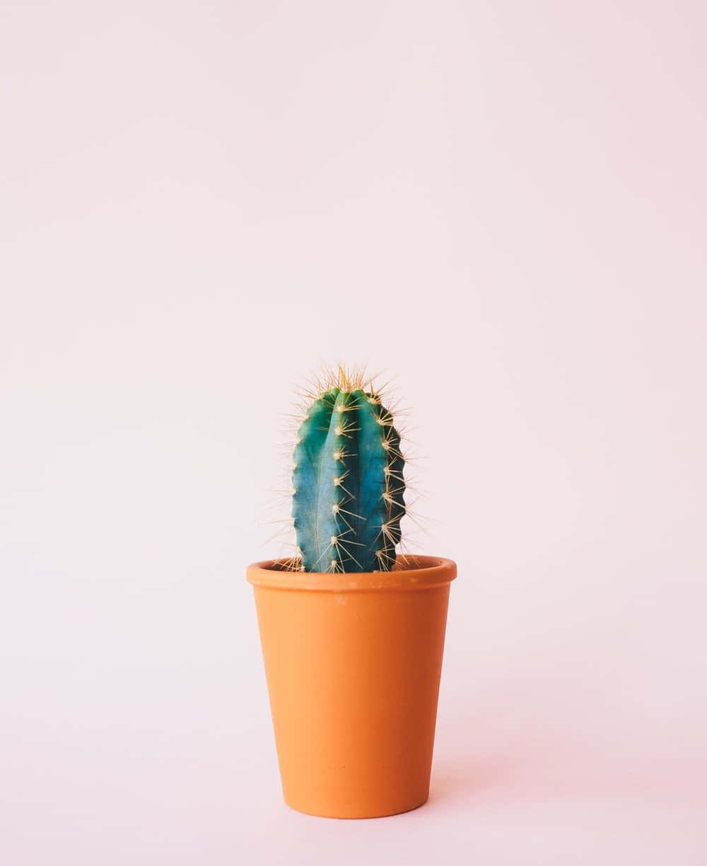 Cactus 桌布 壁紙 — 一棵帶有金色刺的小藍綠色仙人掌，坐在一個赤陶盆中，背景是柔和的粉紅色和白色漸變。