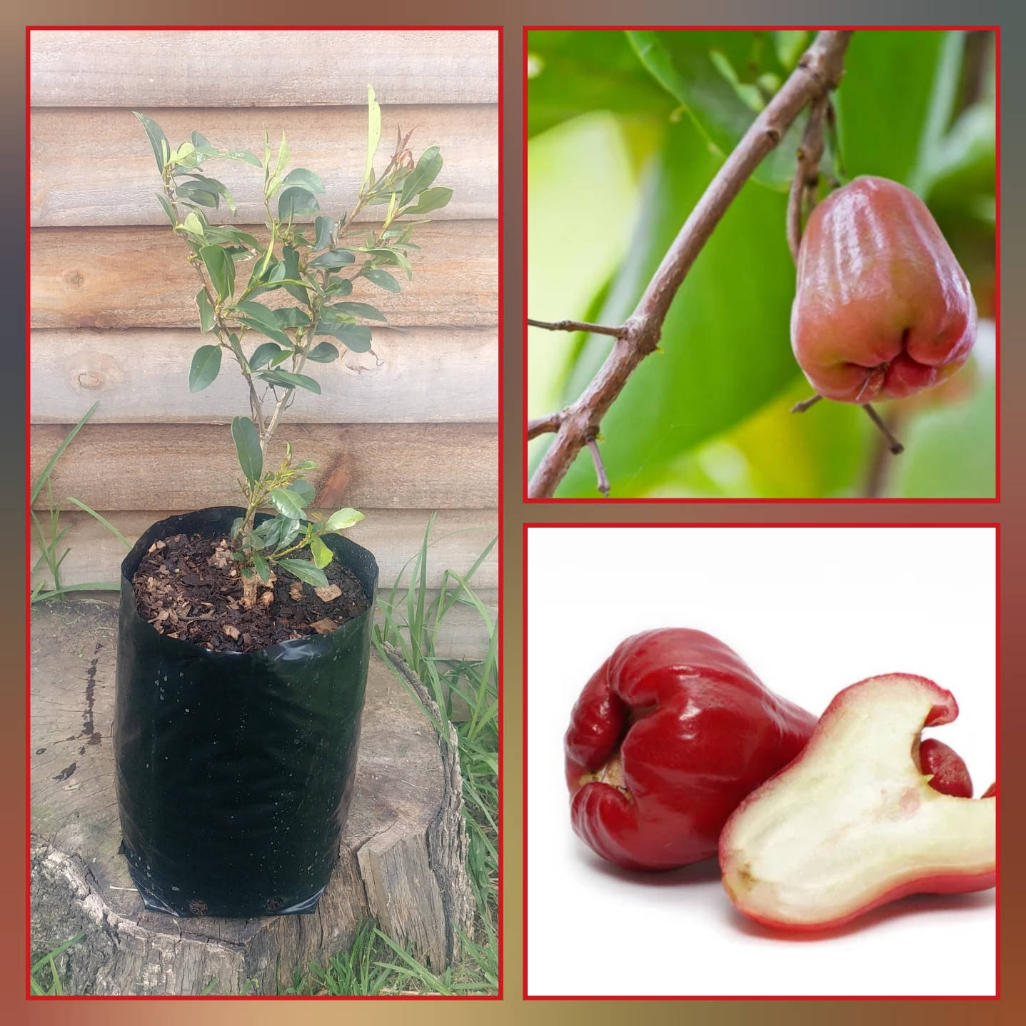 Fruits 桌布 壁紙 — 一棵年輕的玫瑰蘋果樹種在黑色花盆裡，放在樹樁上，旁邊是特寫鏡頭，顯示樹枝上成熟的紅色玫瑰蘋果果實，以及一個切開的果實，露出白色的果肉。