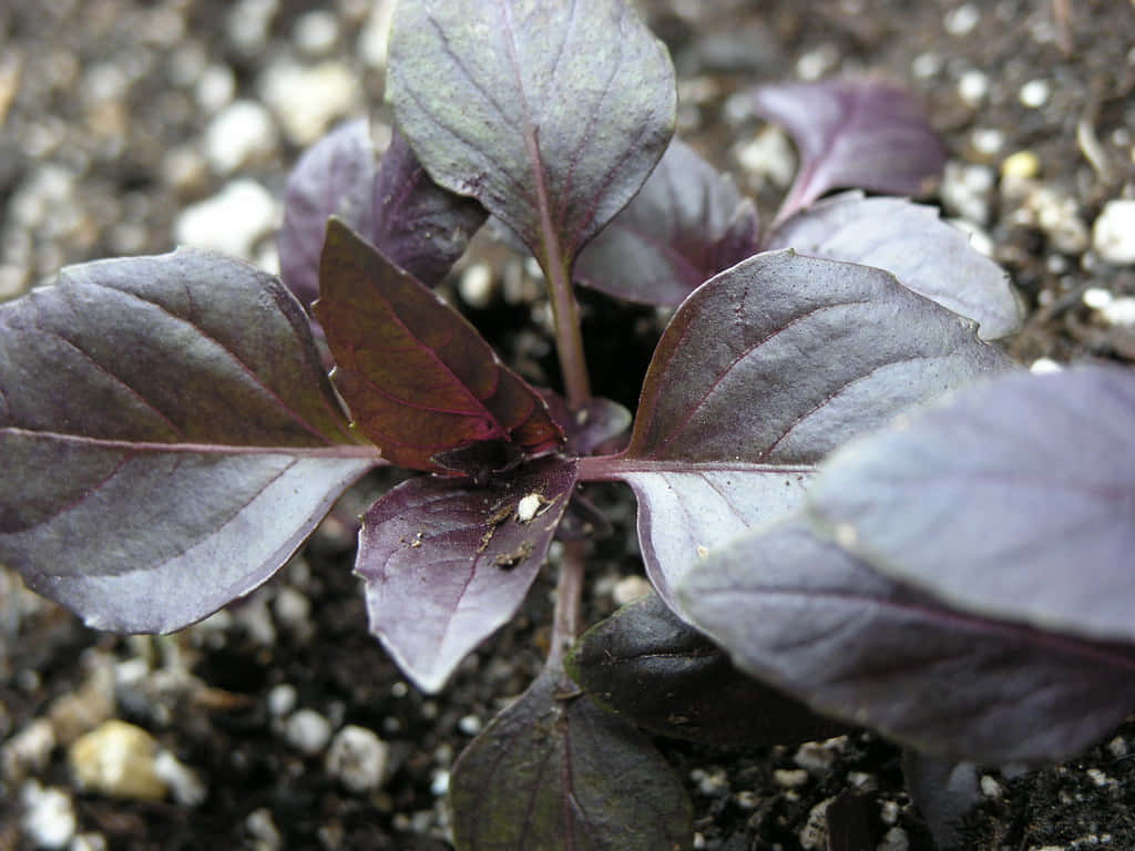 Purple Basil 桌布 壁紙 — 一棵年輕的紫羅勒植物，葉片有光澤，從帶有小卵石的深色土壤中冒出，特寫鏡頭。