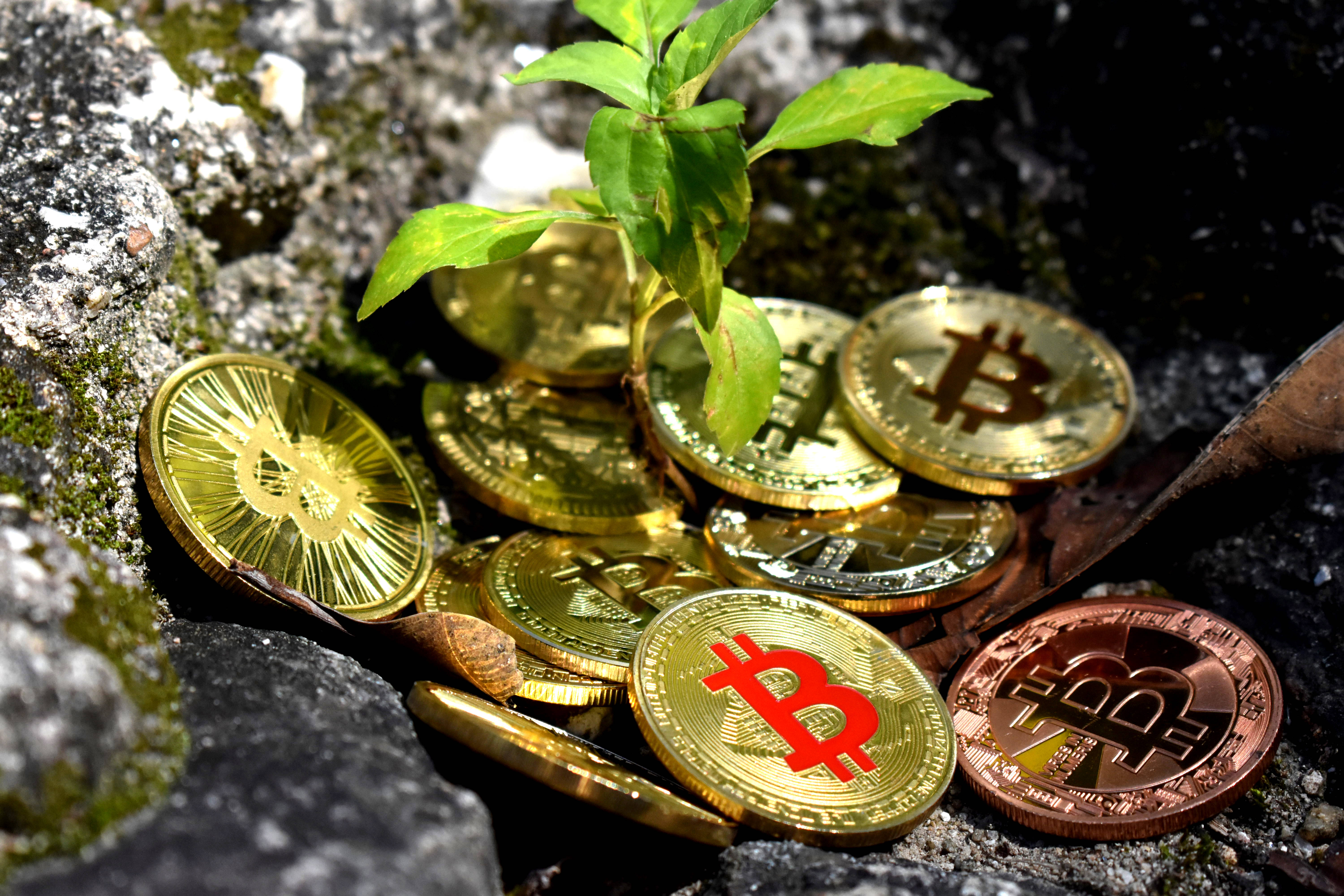 Cryptocurrency 桌布 壁紙 — 一棵年輕的綠色植物從散落在深色苔蘚岩石中的金色和銅色比特幣硬幣中發芽。