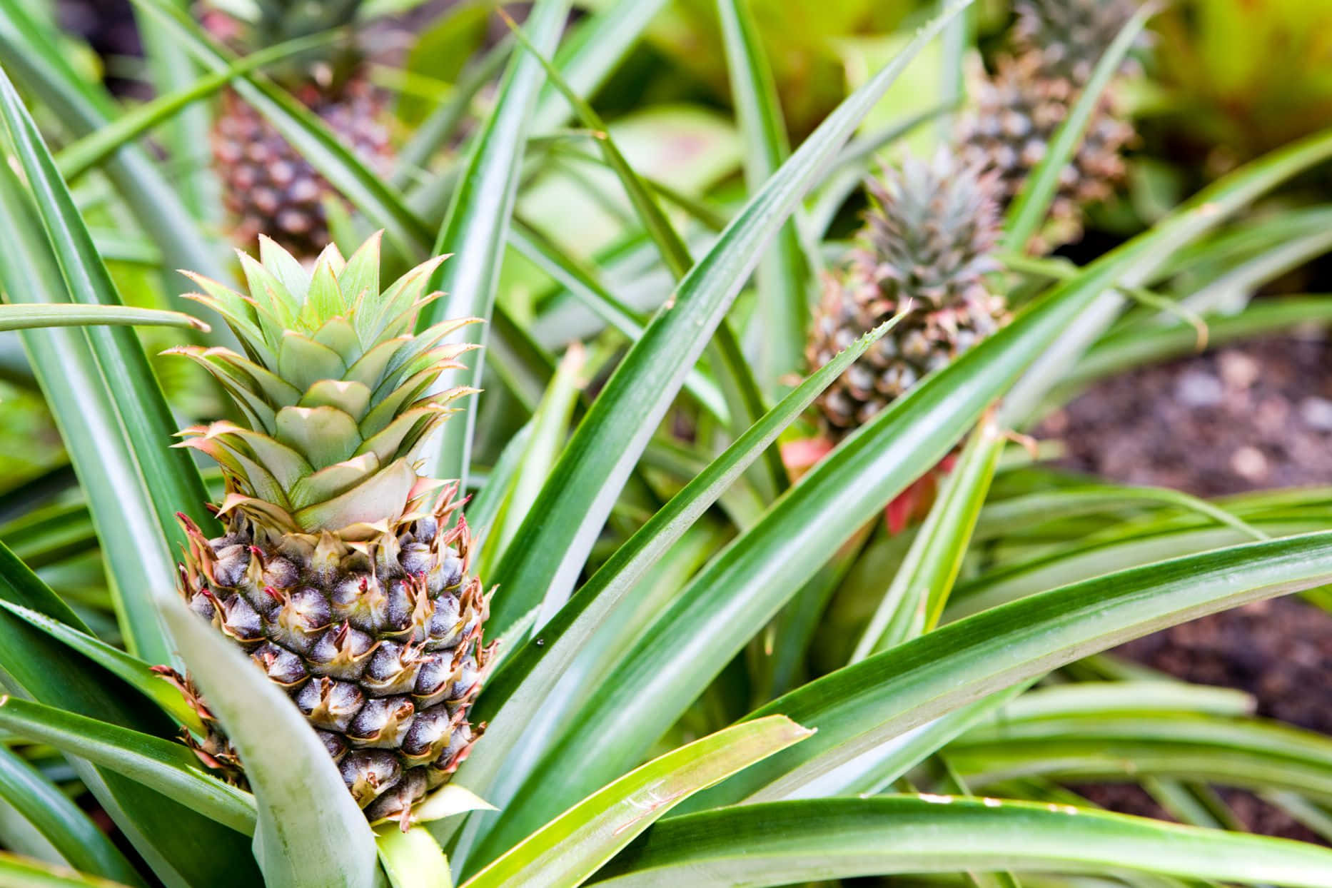 Pineapple 桌布 壁紙 — 一棵年輕的鳳梨在茂密的熱帶花園中，生長在充滿活力的綠色尖刺葉片之間。