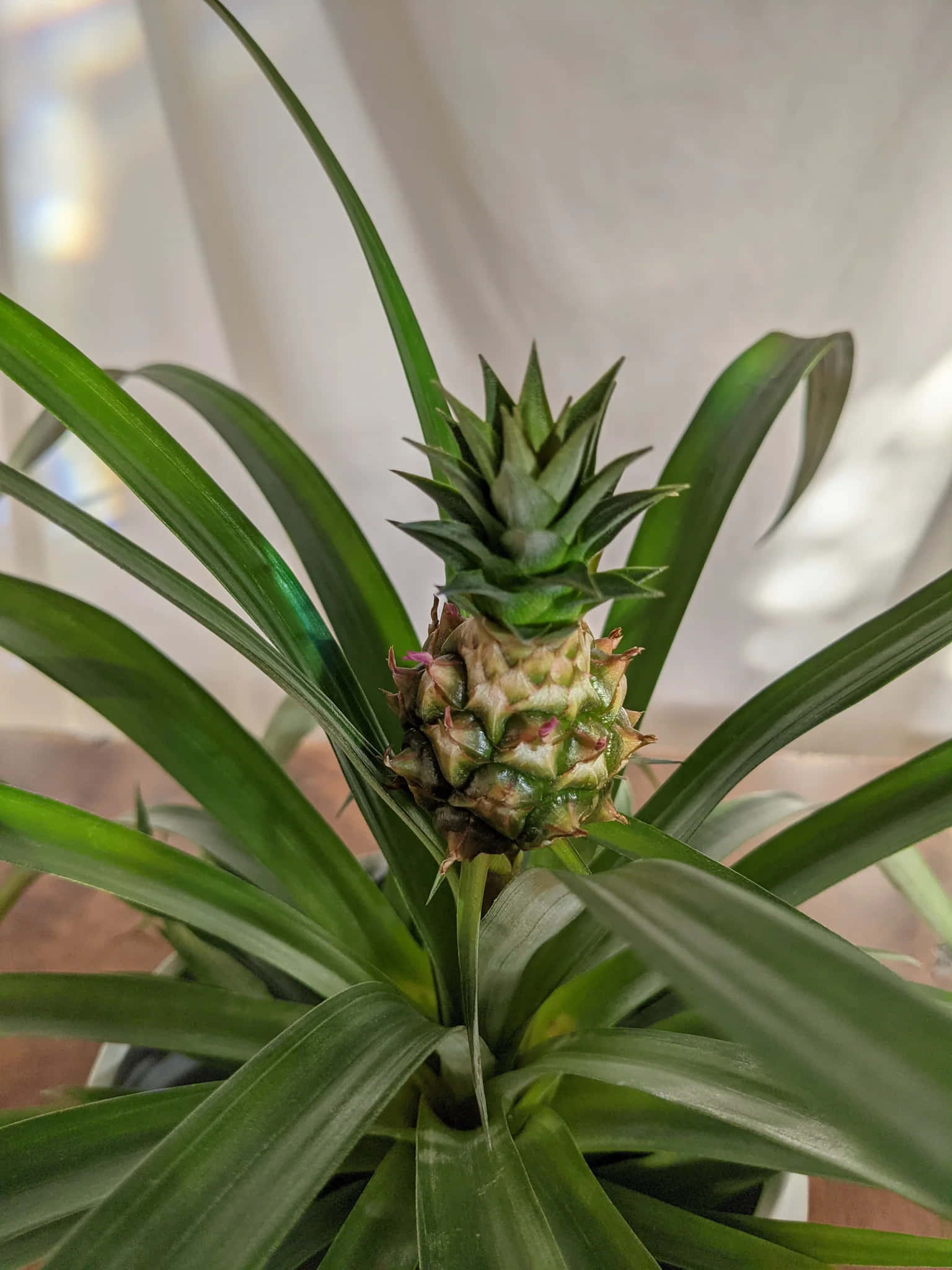鳳梨 桌布 壁紙 — 一棵年輕的鳳梨植物，帶有充滿活力的綠色尖刺葉片和正在發育的果實中心，在自然光下柔和發光。