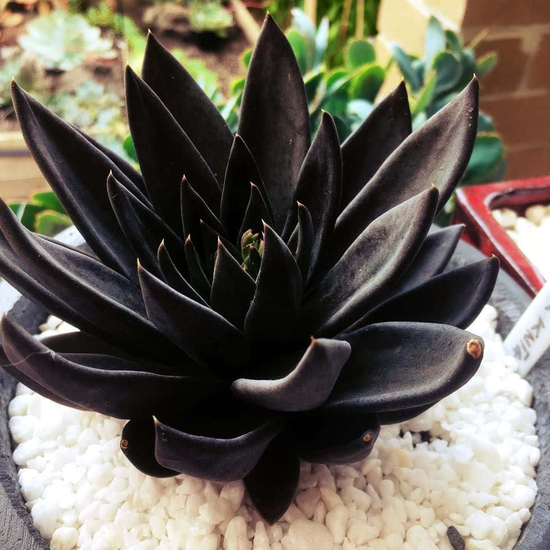 Black Flower 桌布 壁紙 — 一棵引人注目的黑色多肉植物，葉子尖銳，種植在白色卵石盆中，背景是模糊的綠色。