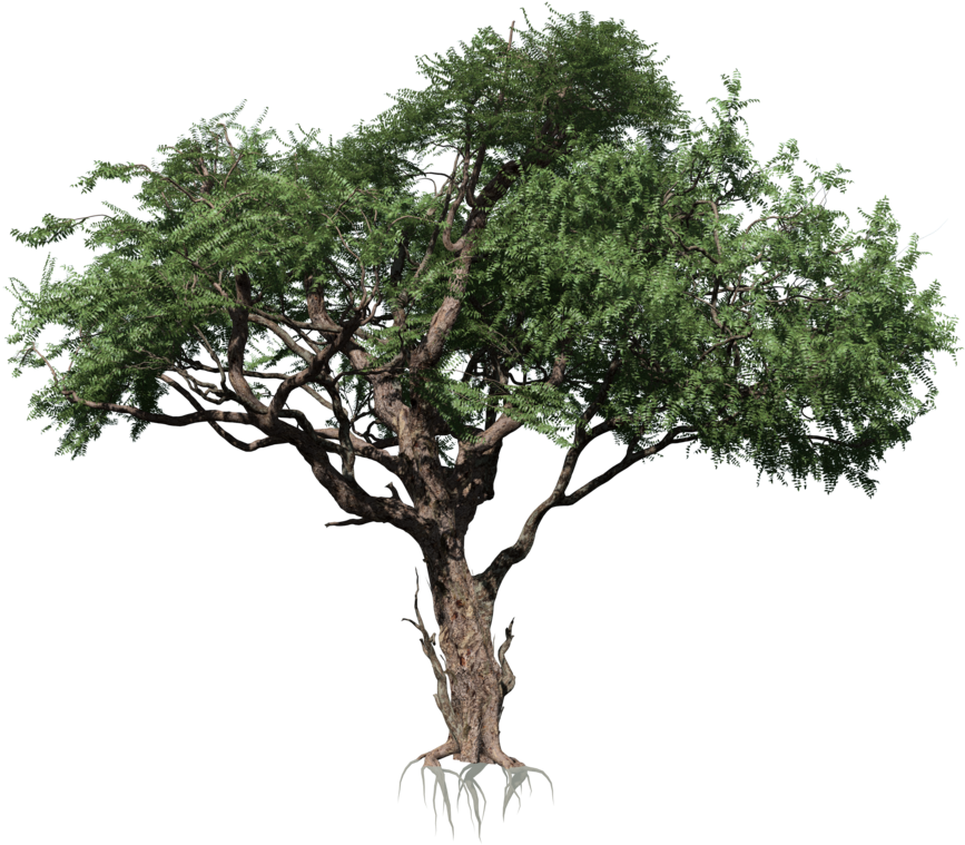 Trees Clipart 桌布 壁紙 — 一棵成熟的樹木，擁有茂密的綠色樹葉和裸露的根部，孤立地站在黑色背景前。