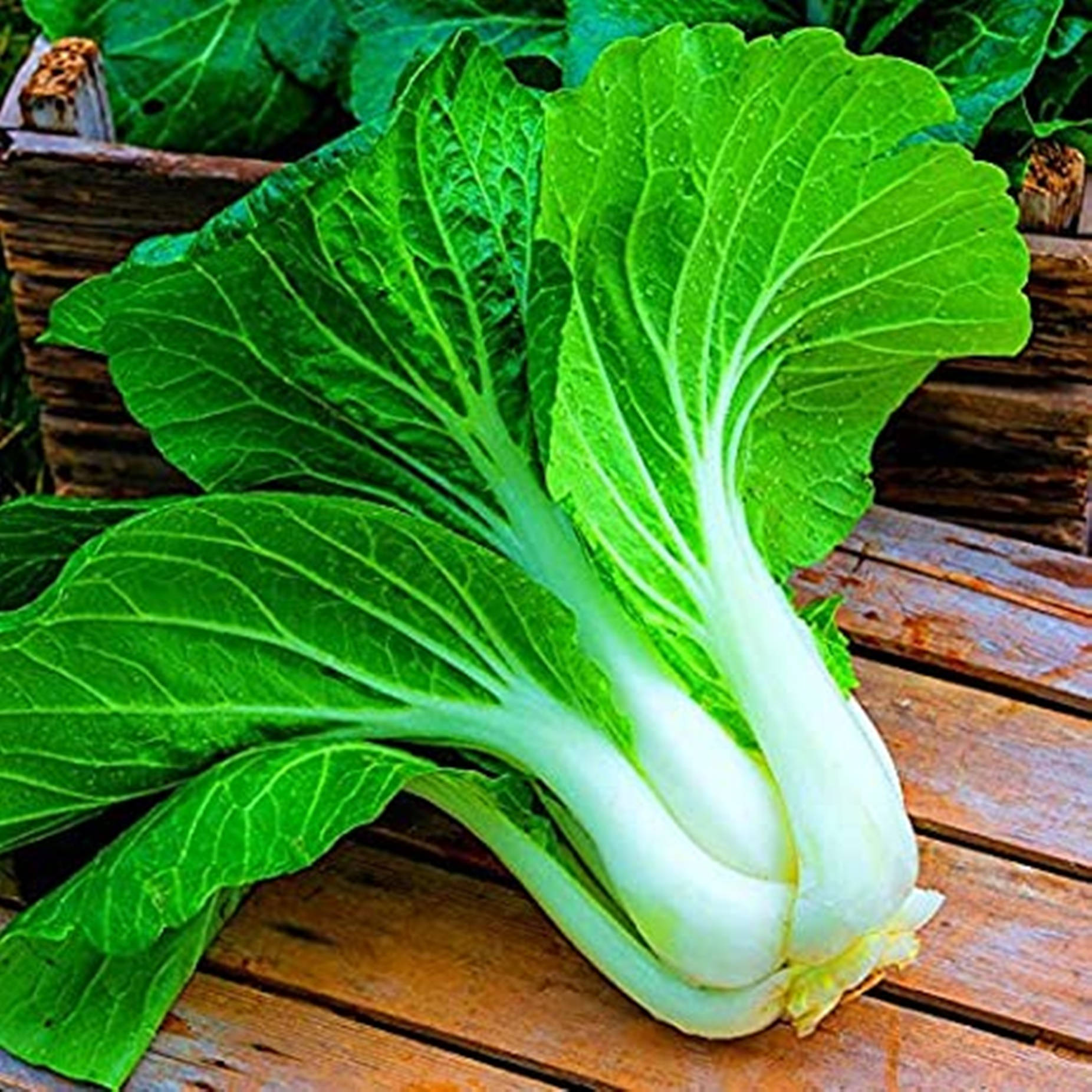 Vegetables 桌布 壁紙 — 一棵新鮮翠綠、莖部潔白爽脆的小白菜，放在經風化的木質表面上。