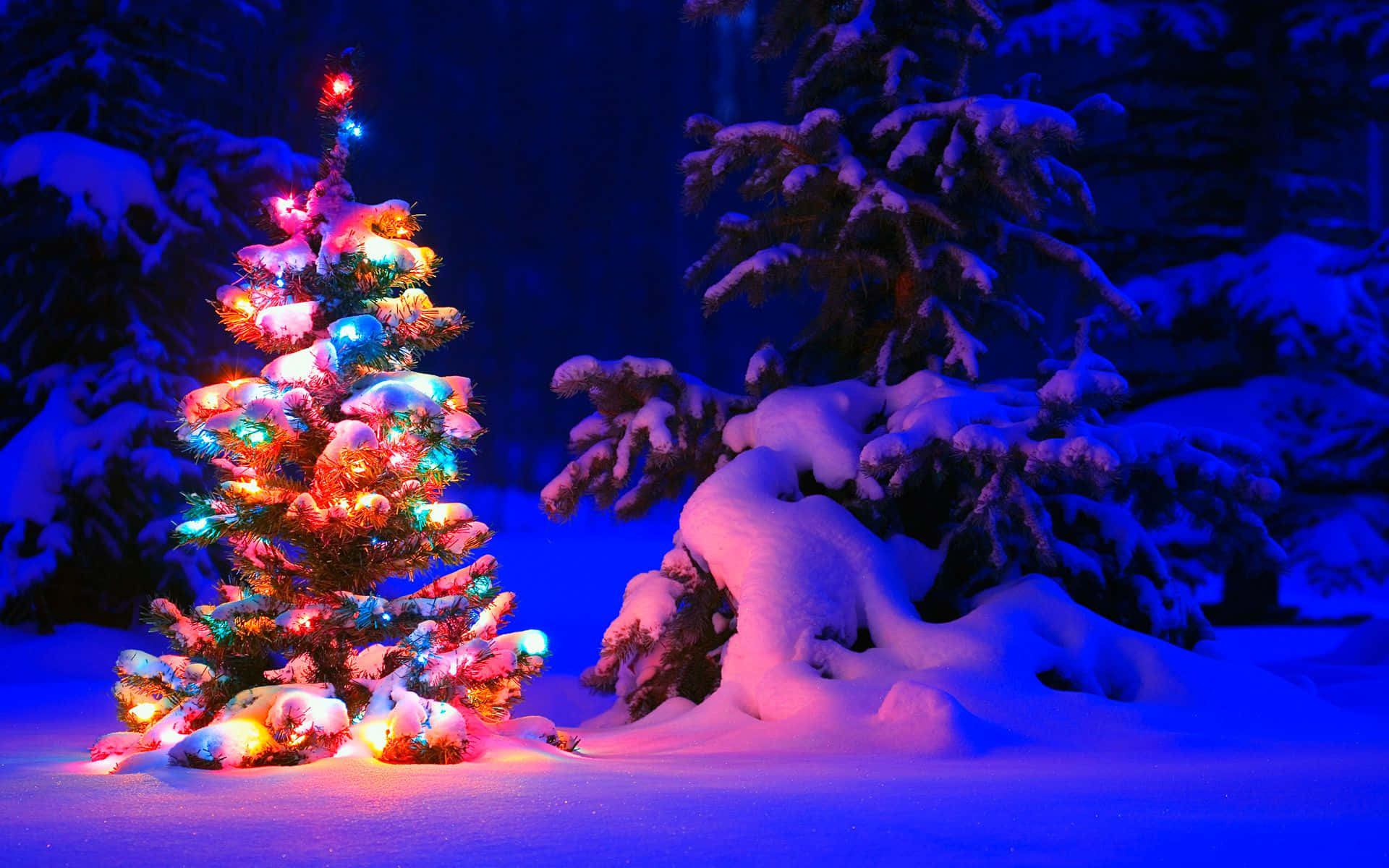 桌布 壁紙 — 一棵明亮照明的聖誕樹，裝飾著彩色燈光，夜晚矗立在雪覆蓋的森林中，溫暖地發光，與雪覆蓋的松樹的冷藍色調形成對比。