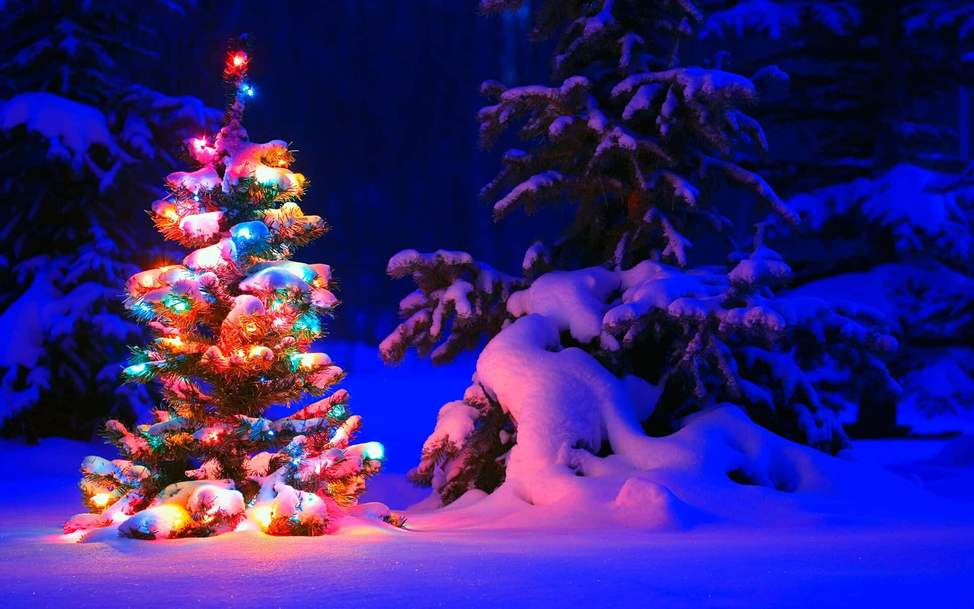 桌布 壁紙 — 一棵明亮照明的聖誕樹，閃爍著五彩燈光，矗立在夜晚的雪地森林中，將溫暖的色調投射在清涼的藍色雪地上。