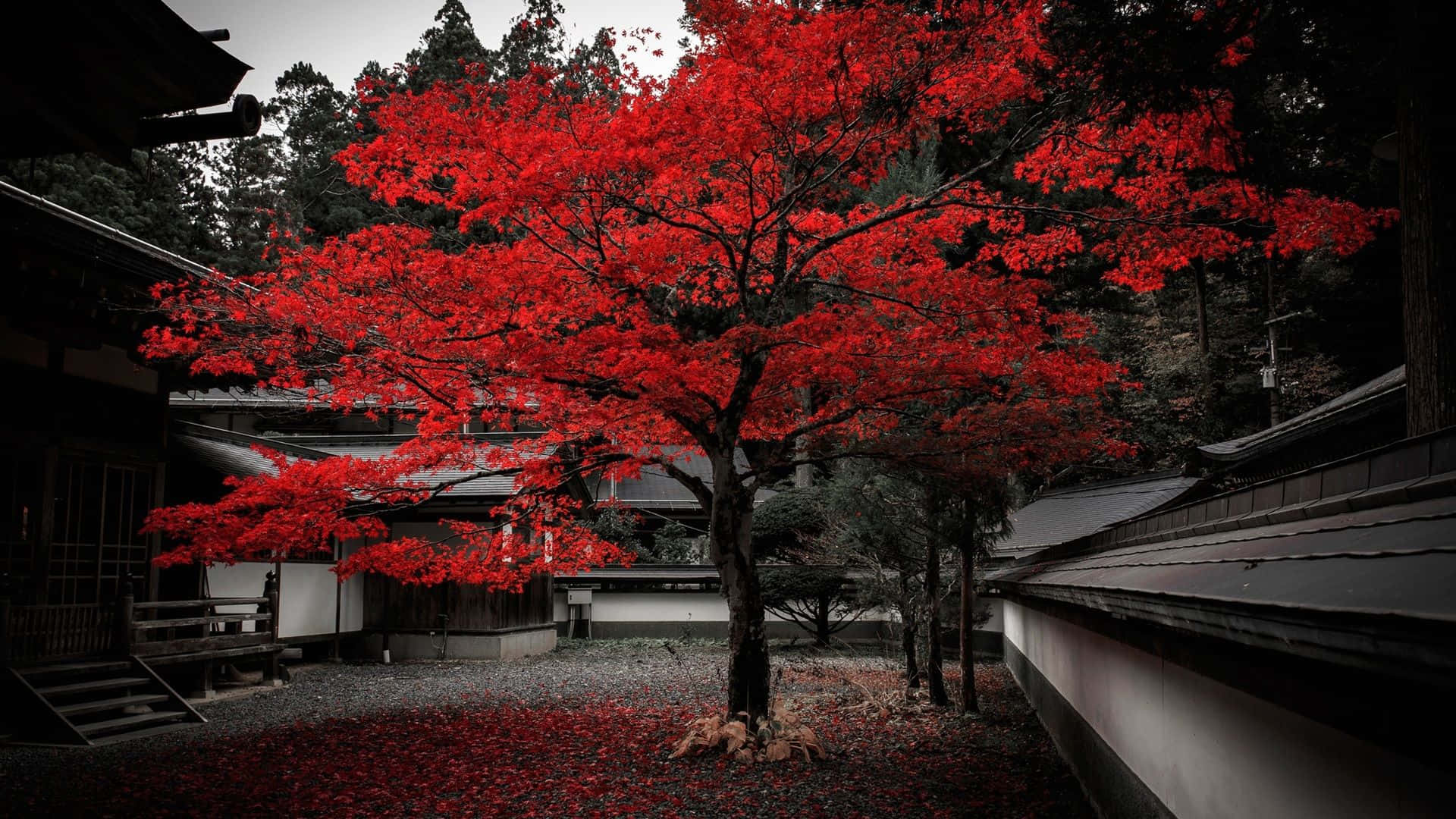 Red Japanese 桌布 壁紙 — 一棵有著火紅葉子的樹，矗立在由傳統建築環繞的單色日本庭院中。