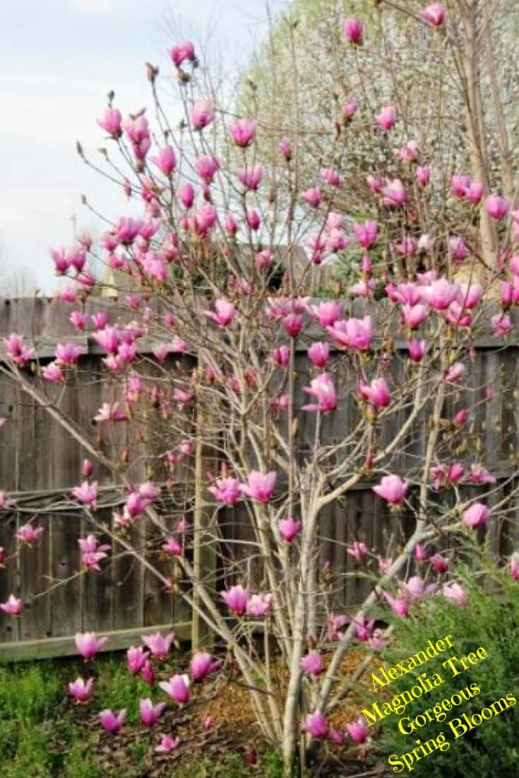 Tulip Tree 桌布 壁紙 — 一棵木蘭樹在柔和天空下，對著木柵欄綻放出鮮豔的粉紅色花朵。