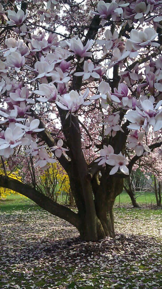 Tulip Tree 桌布 壁紙 — 一棵木蘭樹在綠色草地和落花瓣的背景下綻放出粉紅色和白色的花朵。