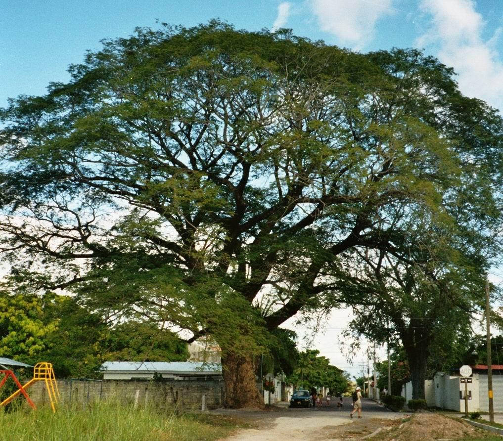 Liberia 桌布 壁紙 — 一棵枝葉茂密的大樹，樹枝伸展，主宰著一條寧靜的街道，街道兩旁是房屋和遊樂場，上方是明亮的藍天。