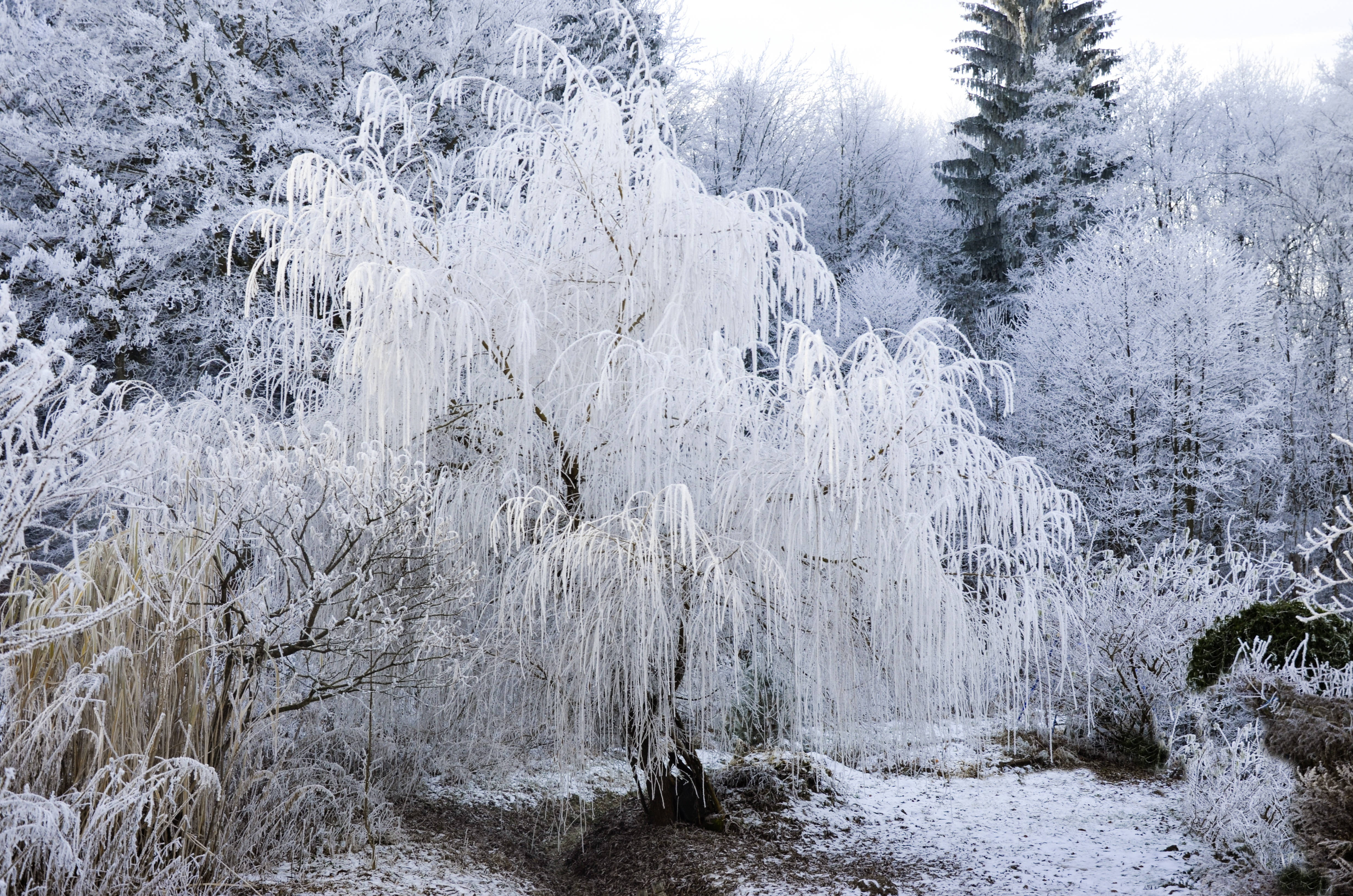 雪景 桌布 壁紙 — 一棵柳樹披著厚厚的冰晶，在蒼白的天空下，冰封在白雪皚皚的冬季森林中。