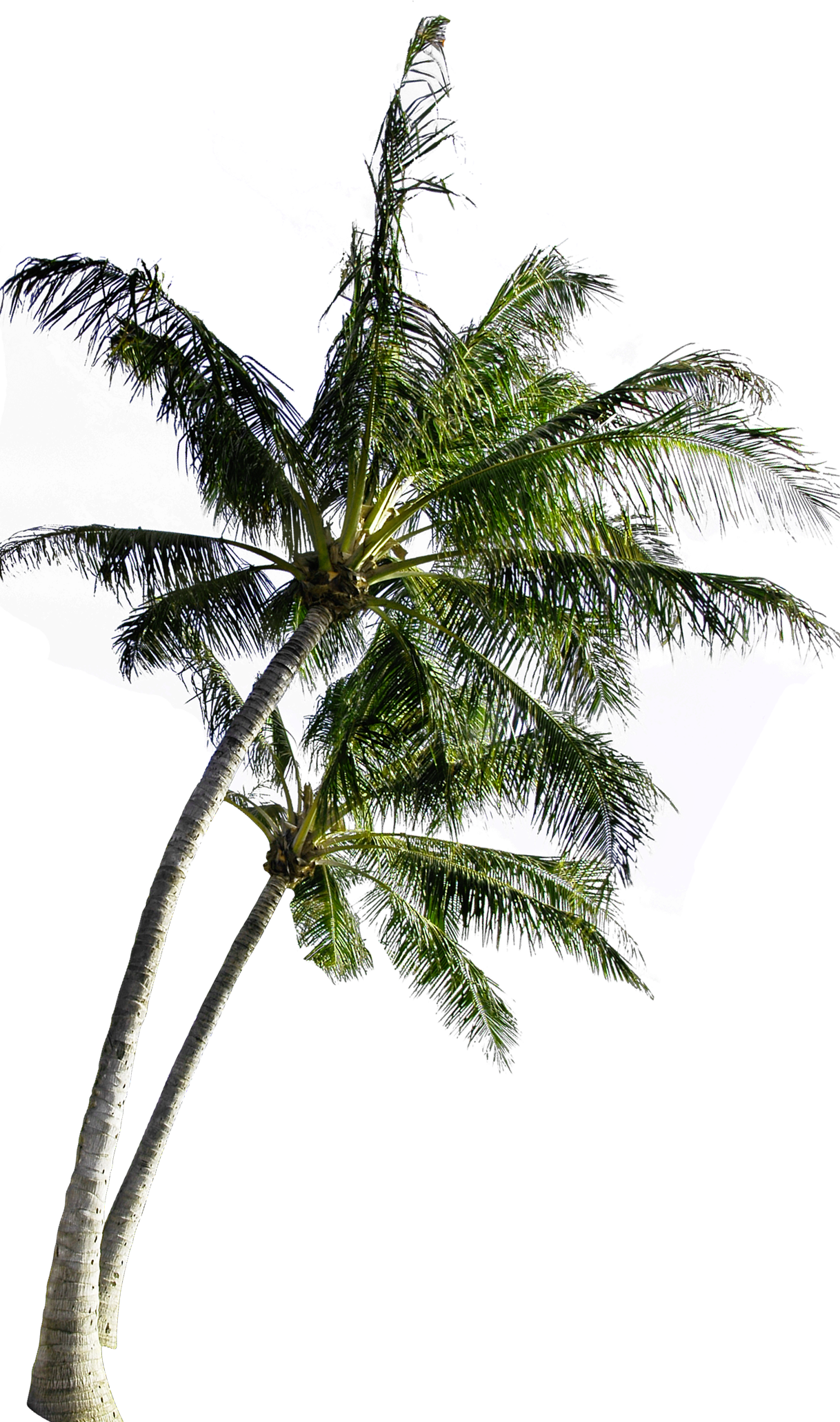 Coconut Tree 桌布 壁紙 — 一棵棕櫚樹，樹葉茂盛翠綠，矗立在充滿活力的紫色和綠色故障數位背景前。