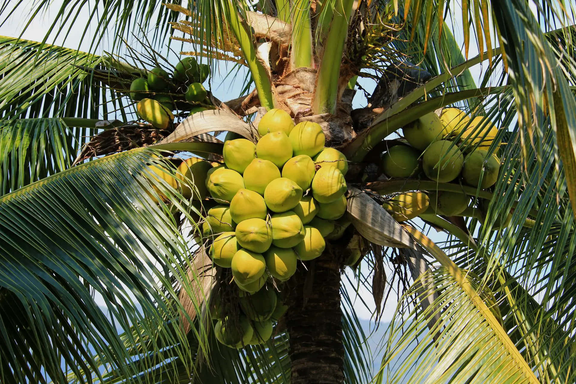 Coconut Tree 桌布 壁紙 — 一棵棕櫚樹在明亮陽光下掛滿綠色椰子串的特寫照片。