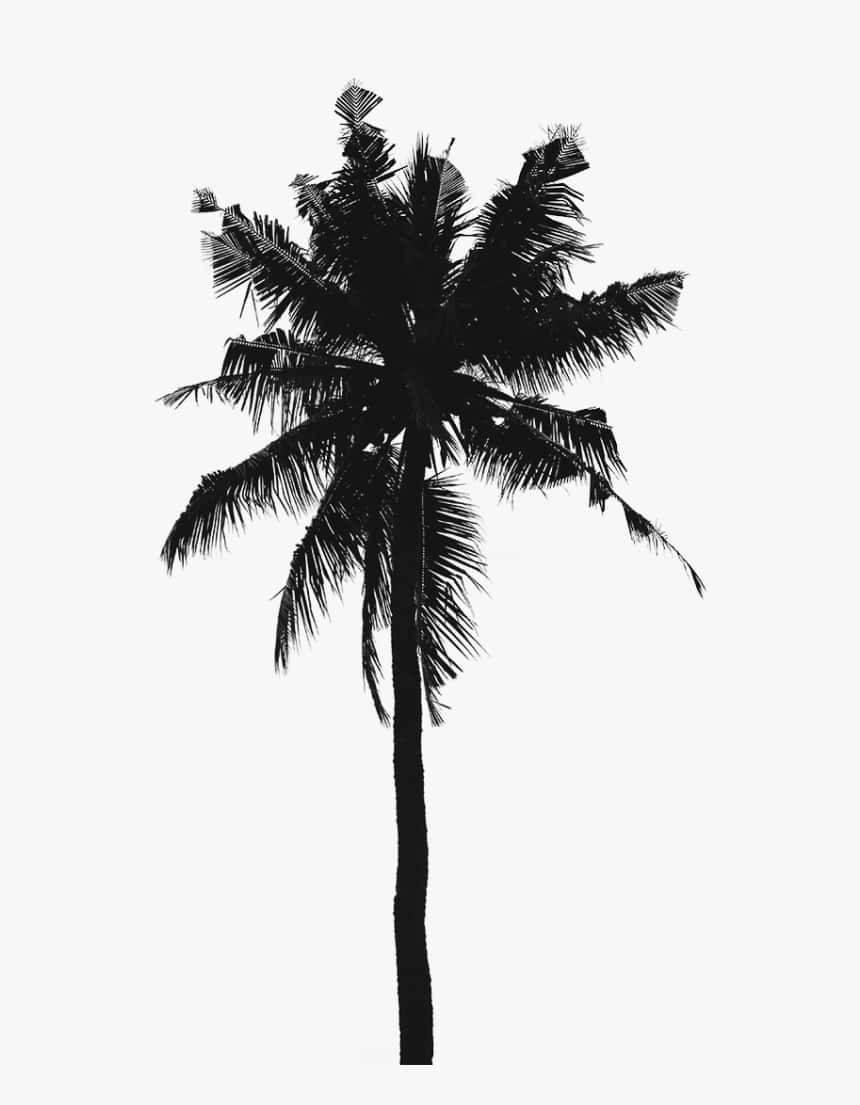 桌布 壁紙 — 一棵棕櫚樹的鮮明黑色剪影，在純淺灰色背景上高高聳立。