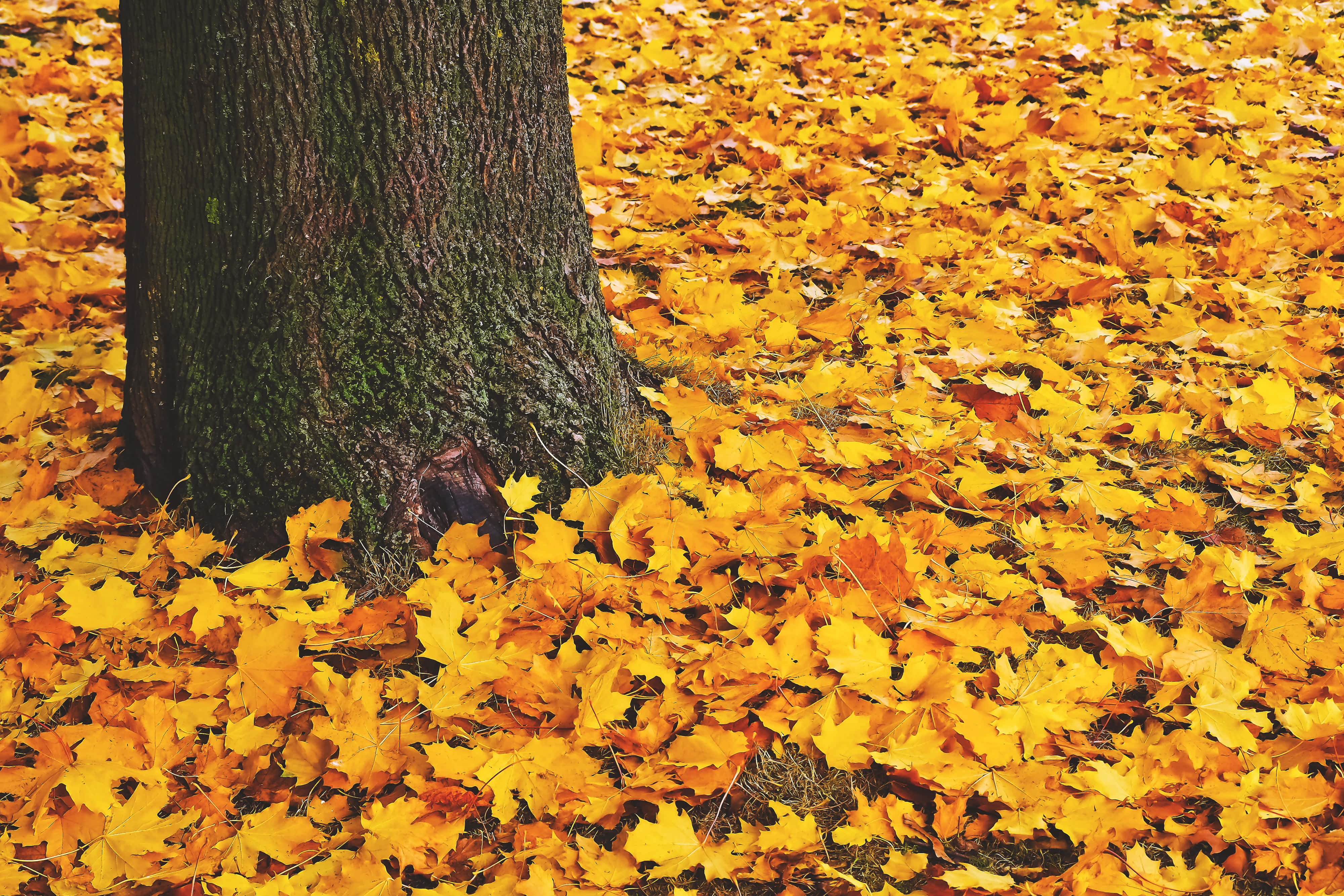 Autumn Fall 桌布 壁紙 — 一棵樹幹矗立在鮮豔的金色楓葉地毯中，沐浴在清爽的秋光下。