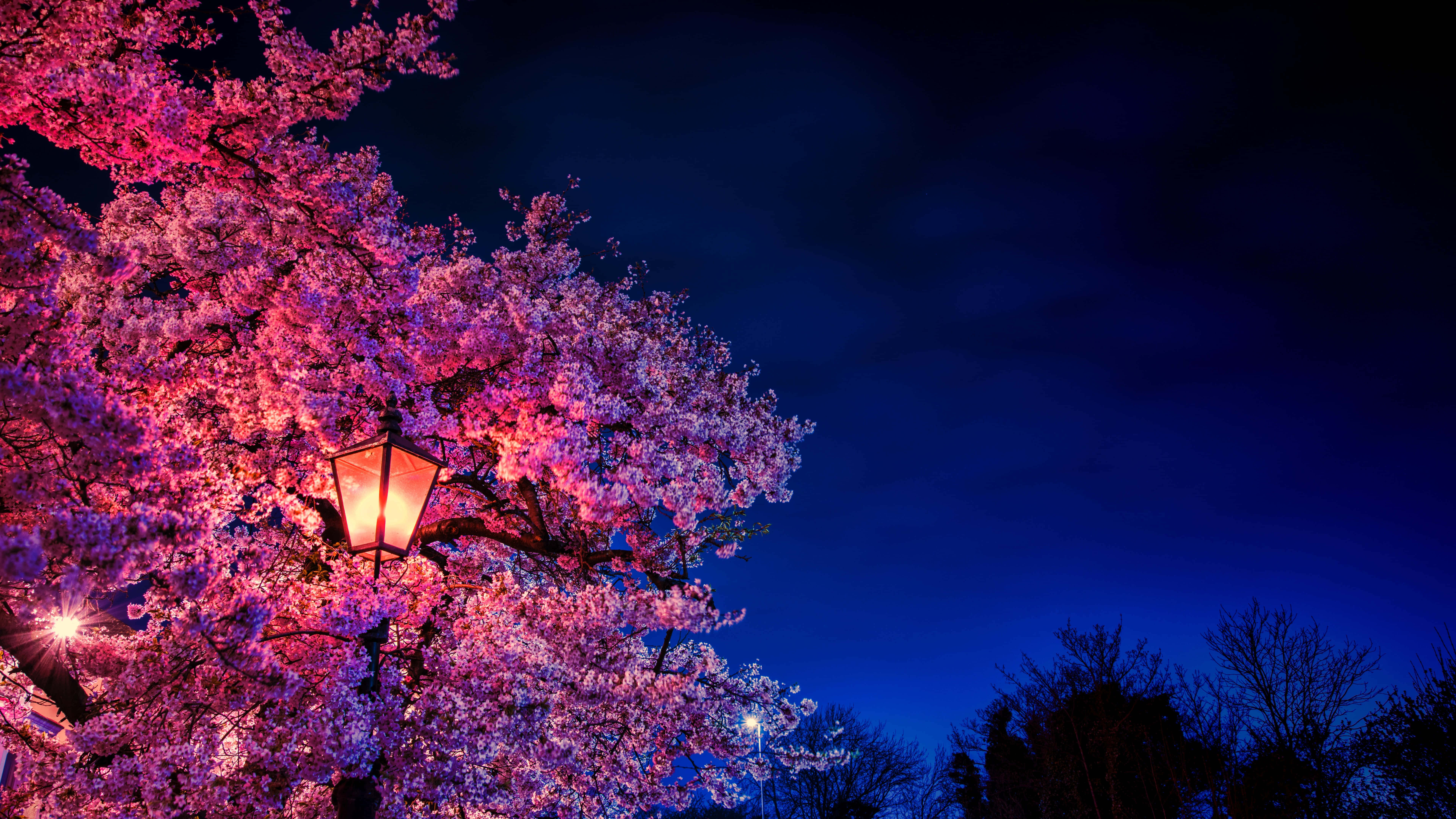 Night Cherry Blossom 桌布 壁紙 — 一棵櫻花樹在溫暖的燈籠下，在深藍色的夜空映襯下閃爍著粉紅色的光芒。
