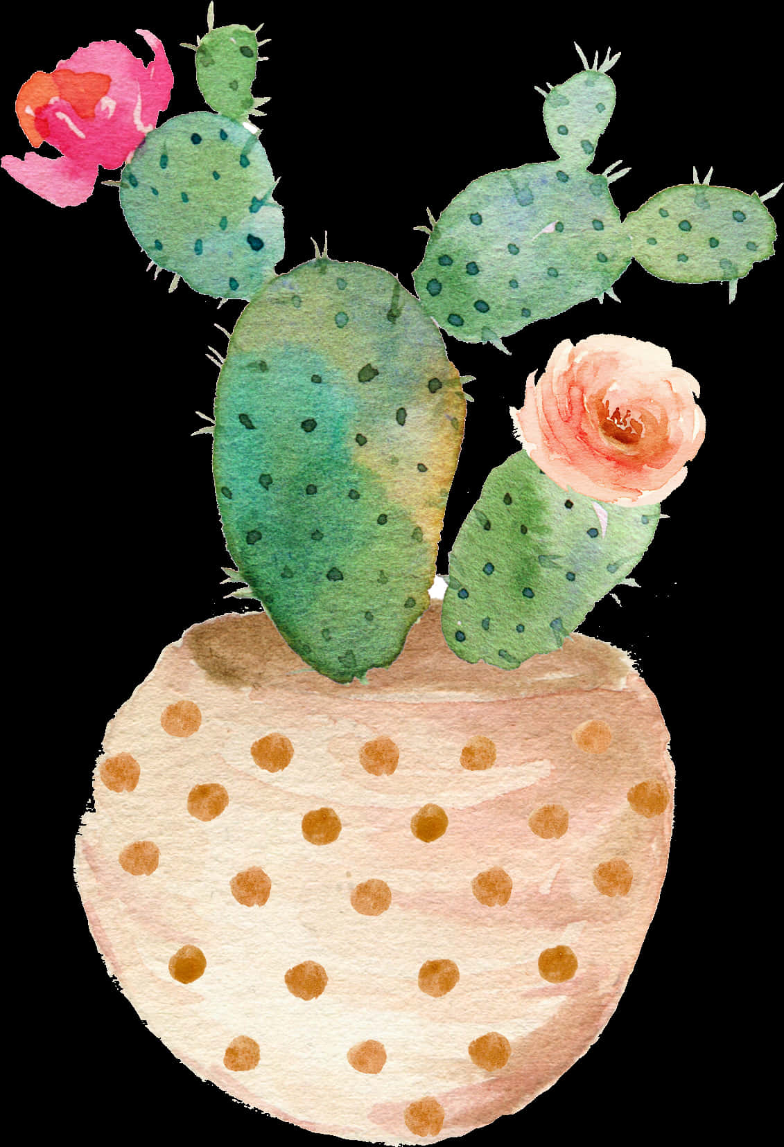 Painting 桌布 壁紙 — 一棵水彩仙人掌，開著粉紅和蜜桃色的花朵，生長在一個圓點花盆中，背景為黑色。