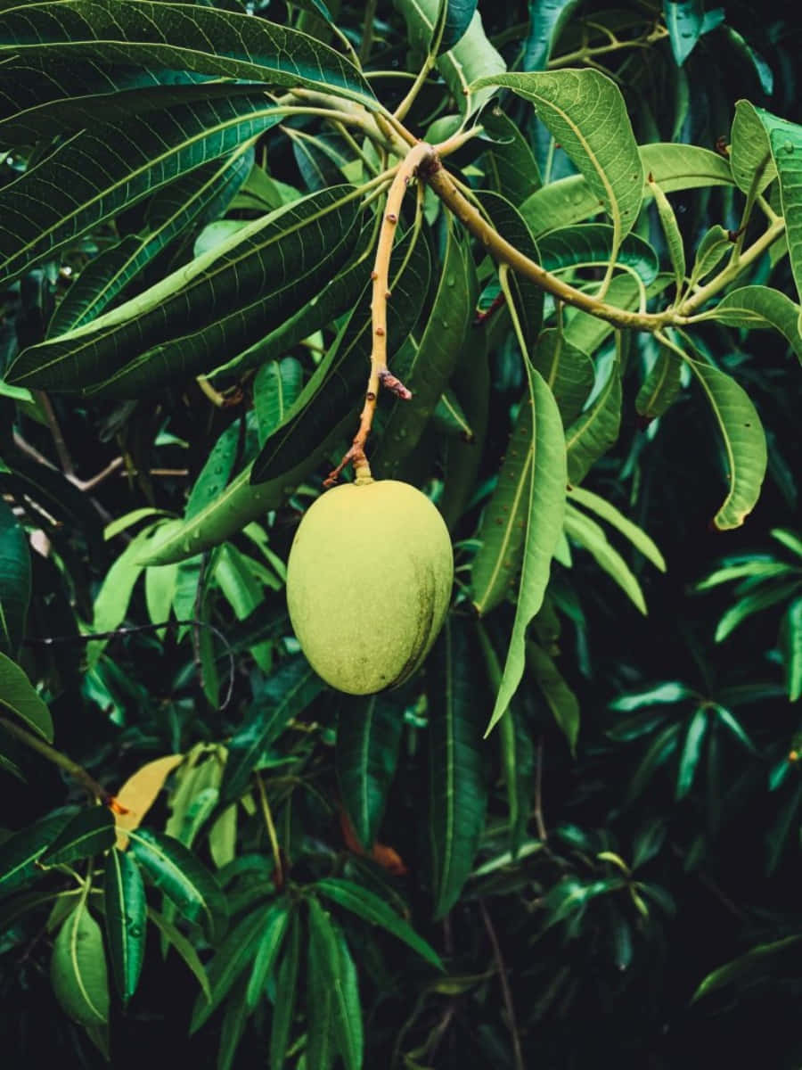 Mango 桌布 壁紙 — 一棵熱帶樹上，一個青芒果掛在樹枝上，周圍是茂密的深綠色葉子。