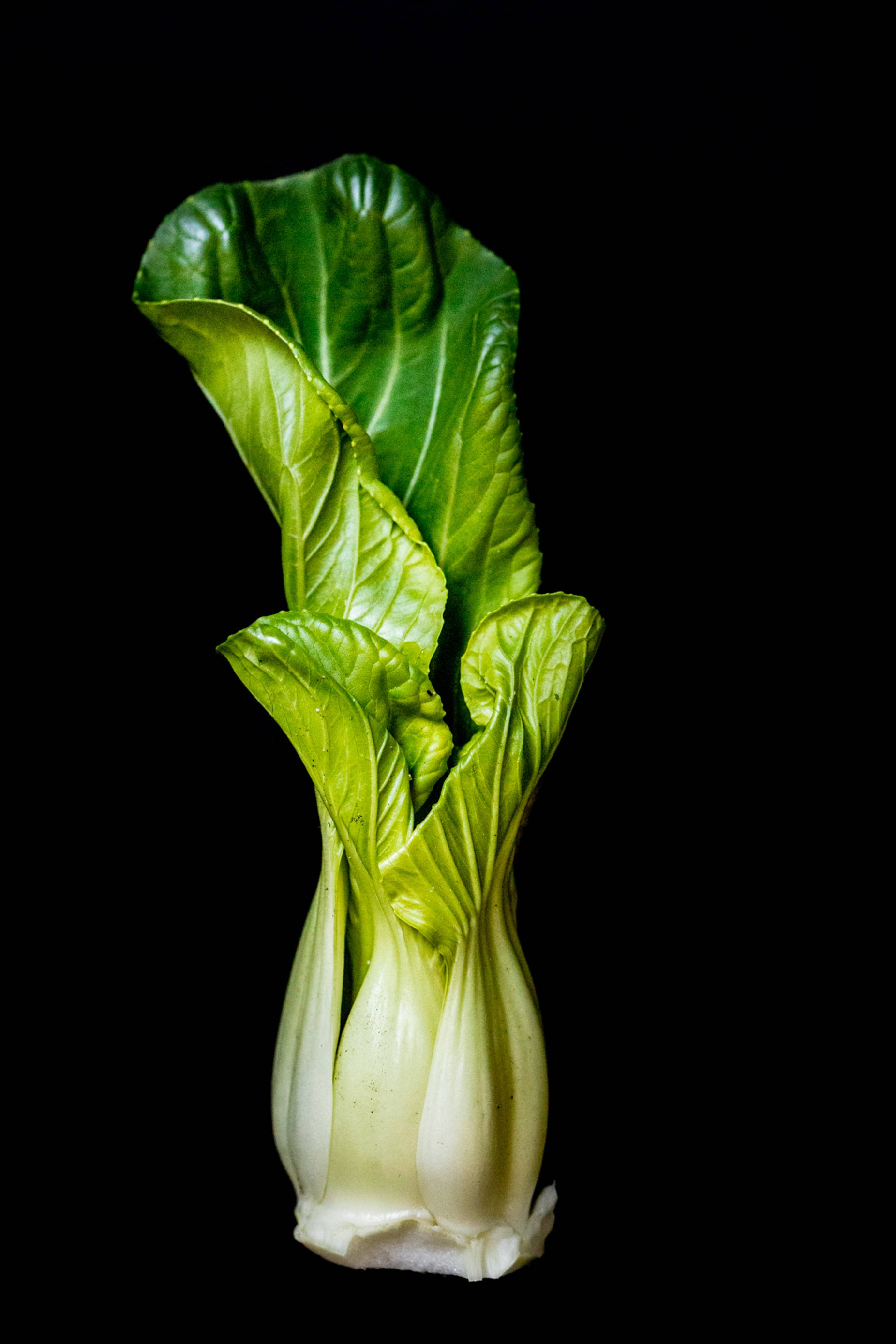 Vegetables 桌布 壁紙 — 一棵爽脆的青江菜直立於純黑背景前，其鮮綠的葉片和淡白的莖部在戲劇性的工作室燈光下格外突出。