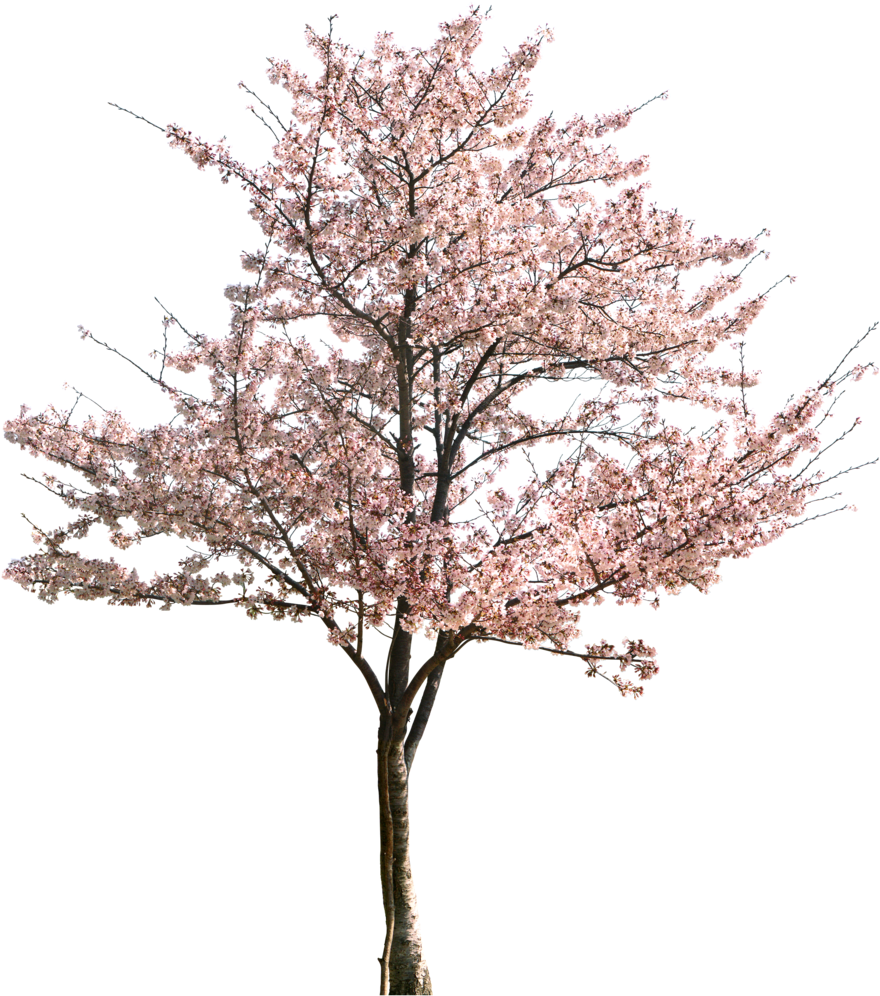 Cherry Blossom Tree 桌布 壁紙 — 一棵盛開的櫻花樹，帶有精緻的粉紅色花朵，孤立在純黑色背景前。