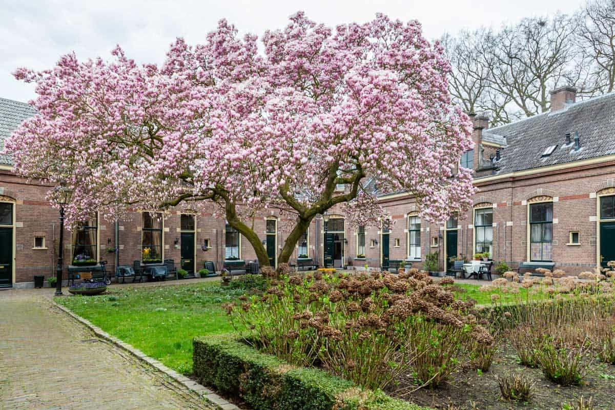 Tulip Tree 桌布 壁紙 — 一棵盛開的粉紅色木蘭樹主宰著一個由磚砌建築和綠色草坪環繞的寧靜庭院。