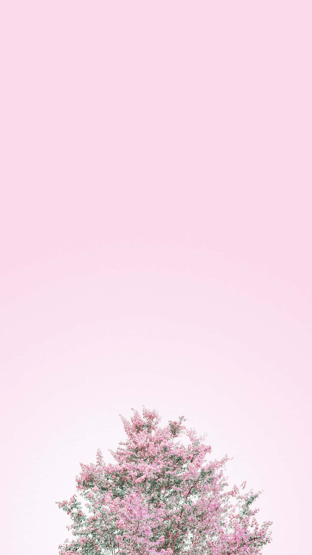 Minimalist Flower Computer 桌布 壁紙 — 一棵盛開的粉紅色樹木，在柔和漸變的粉紅色天空下，以極簡構圖呈現。