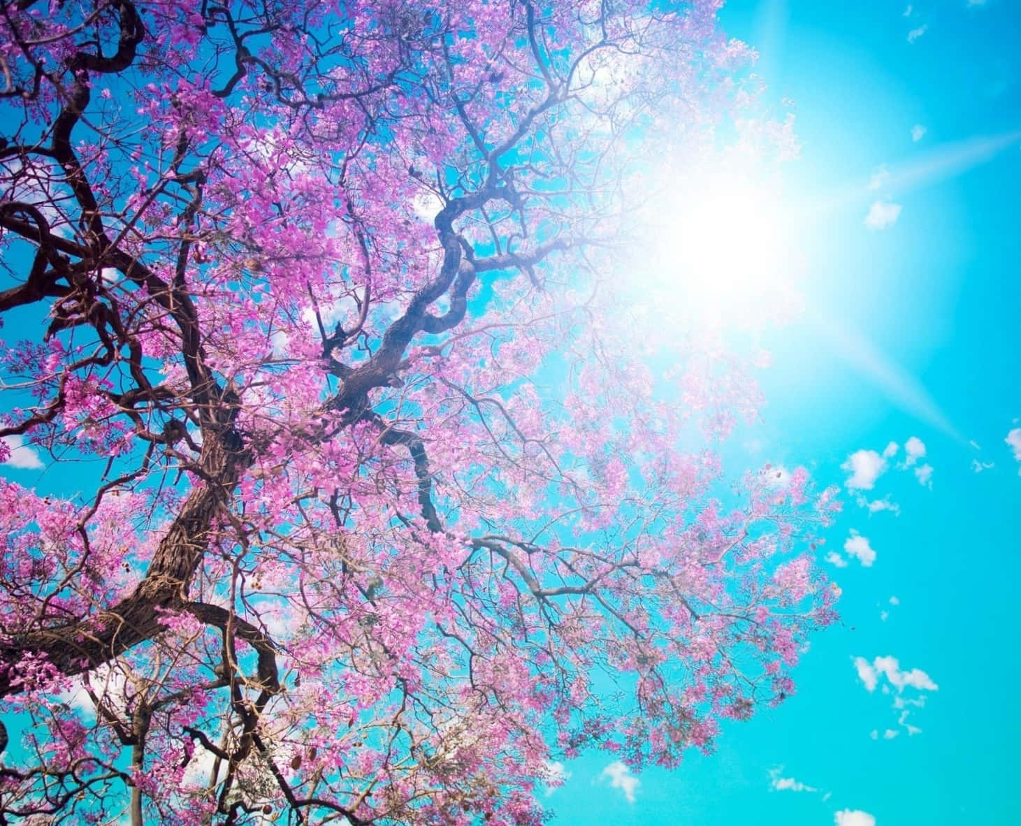 Spring Laptop 桌布 壁紙 — 一棵盛開的粉紅色樹木在明亮的藍天下彎曲，陽光穿過花朵照耀。