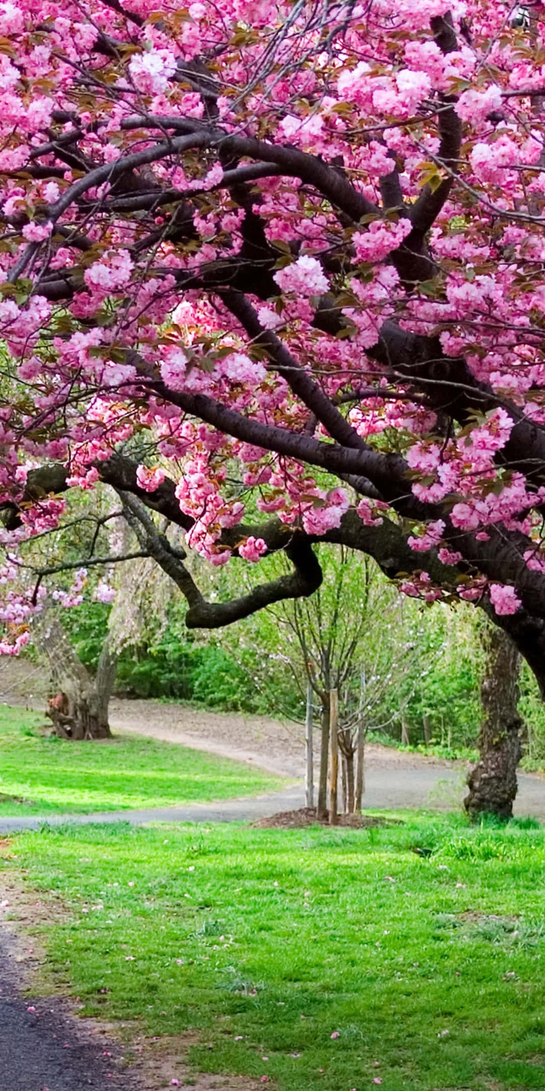 Cherry Blossoms Anime Scenery 桌布 壁紙 — 一棵盛開粉紅色櫻花的樹木在柔和日光下主導著茂密綠色的公園小徑。