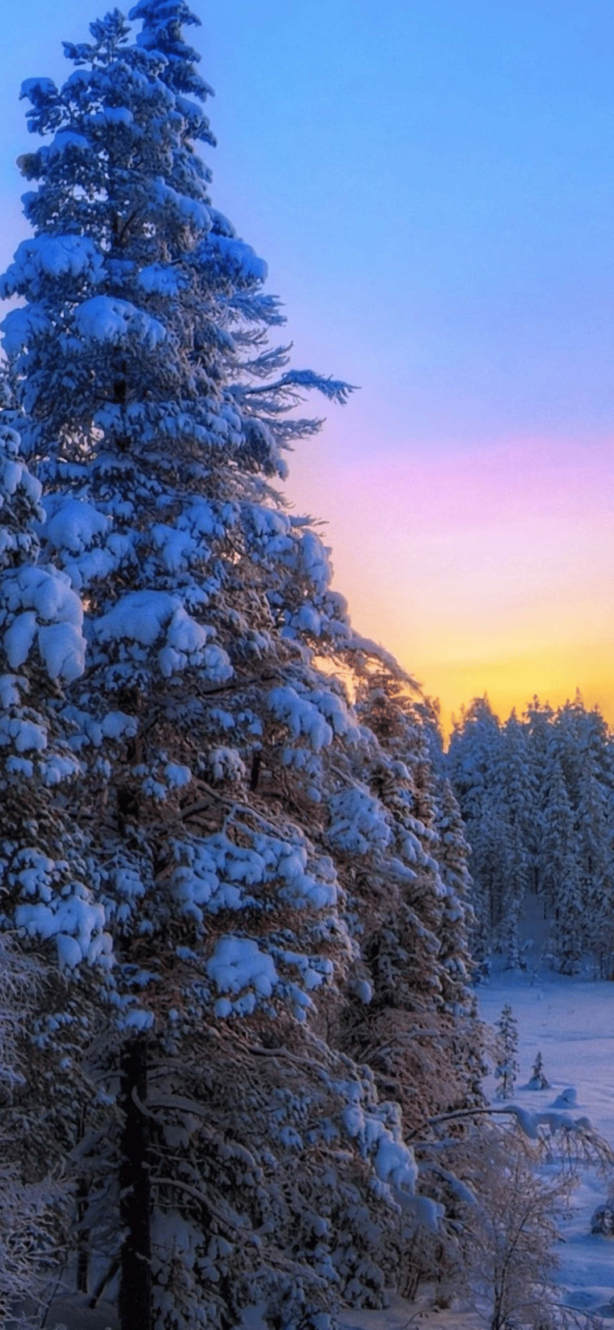 Pine Tree 桌布 壁紙 — 一棵積雪的松樹高聳在暮色天空下，天空塗上柔和的粉紅和藍色調。