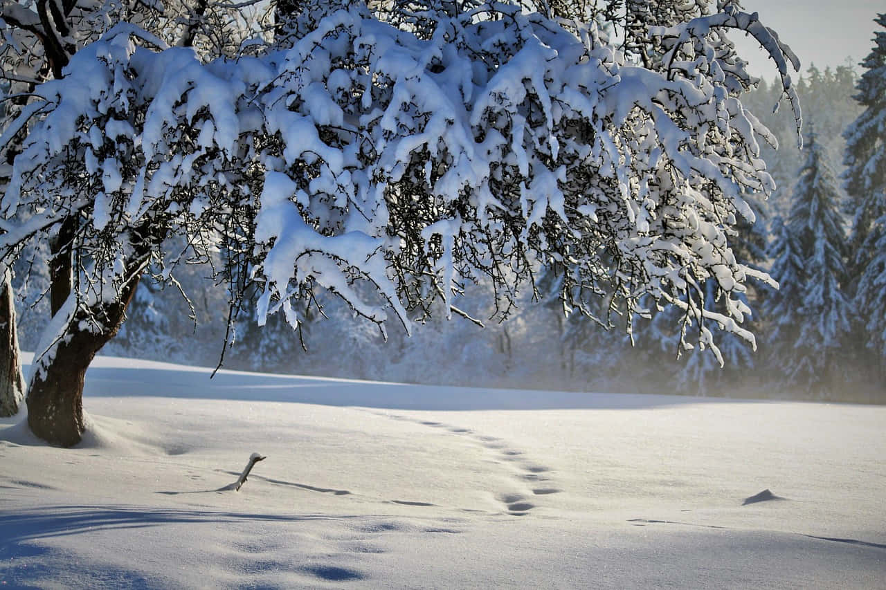 雪 桌布 壁紙 — 一棵積雪的樹矗立在陽光明媚的冬日森林中，腳印蜿蜒穿過純淨的雪地。