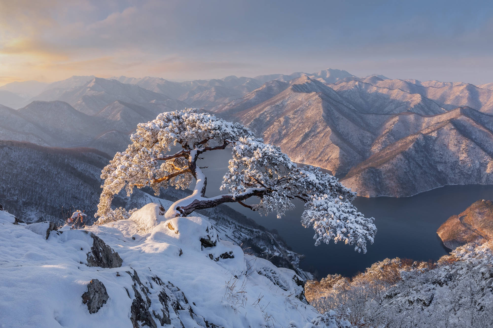 南韓 桌布 壁紙 — 一棵積雪的樹雄偉地矗立在山脊上，俯瞰著寧靜的冬季湖泊，遠處的山峰沐浴在金色的日出光芒中。