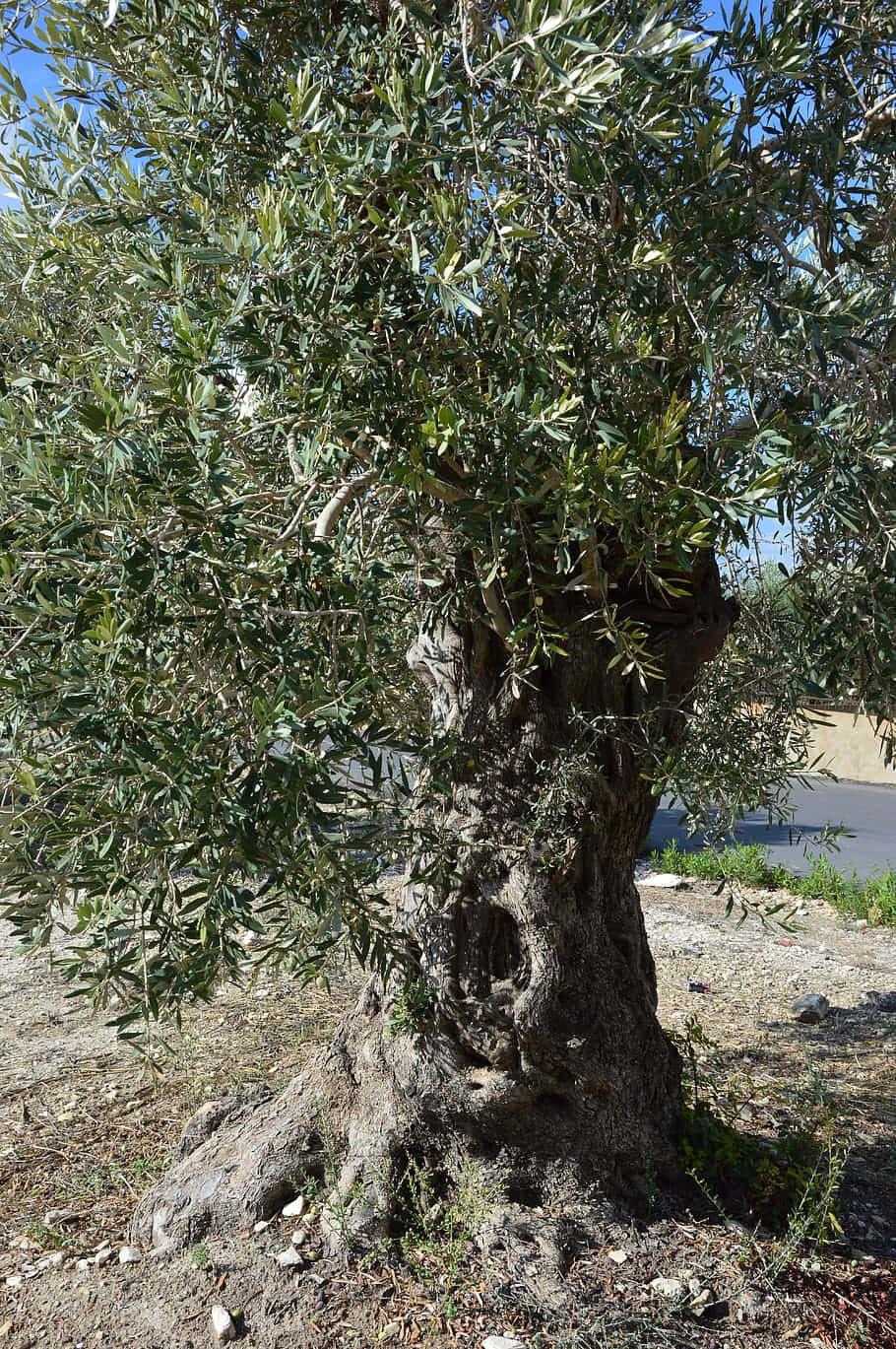 Olive Tree 桌布 壁紙 — 一棵粗糙古老的橄欖樹，樹皮有紋理，綠葉茂盛，在明亮陽光下高高聳立。