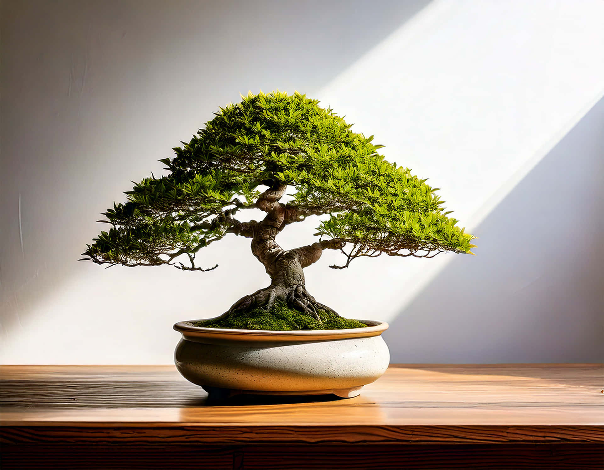 Bonsai Tree 壁紙 — 一棵精心塑造、擁有鮮豔綠色葉子的盆景樹，放在木桌上的斑點陶瓷盆中，沐浴在斜射的陽光下，背景是素牆。
