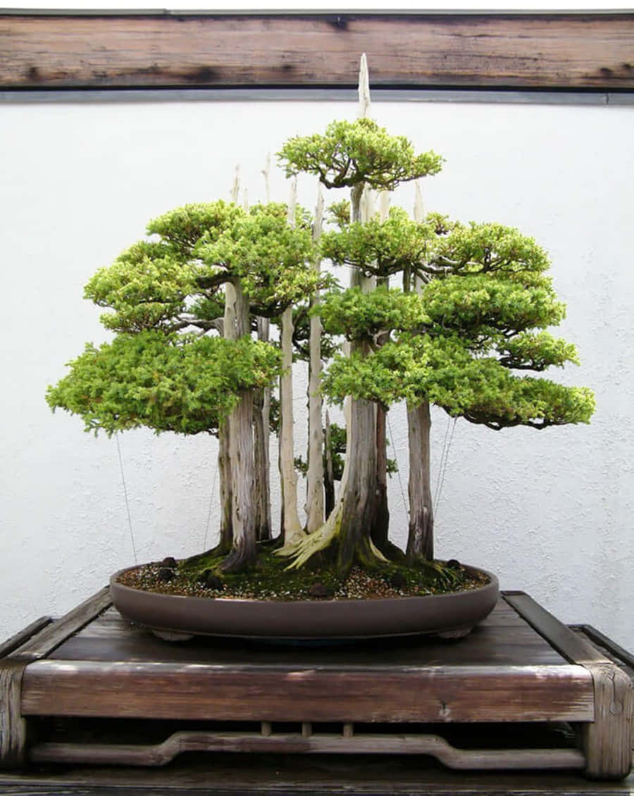 Bonsai Trees 桌布 壁紙 — 一棵精心製作的盆景樹，擁有茂密的綠色葉子和風化的樹幹，放在木架上的陶瓷盆中，靠著素牆。