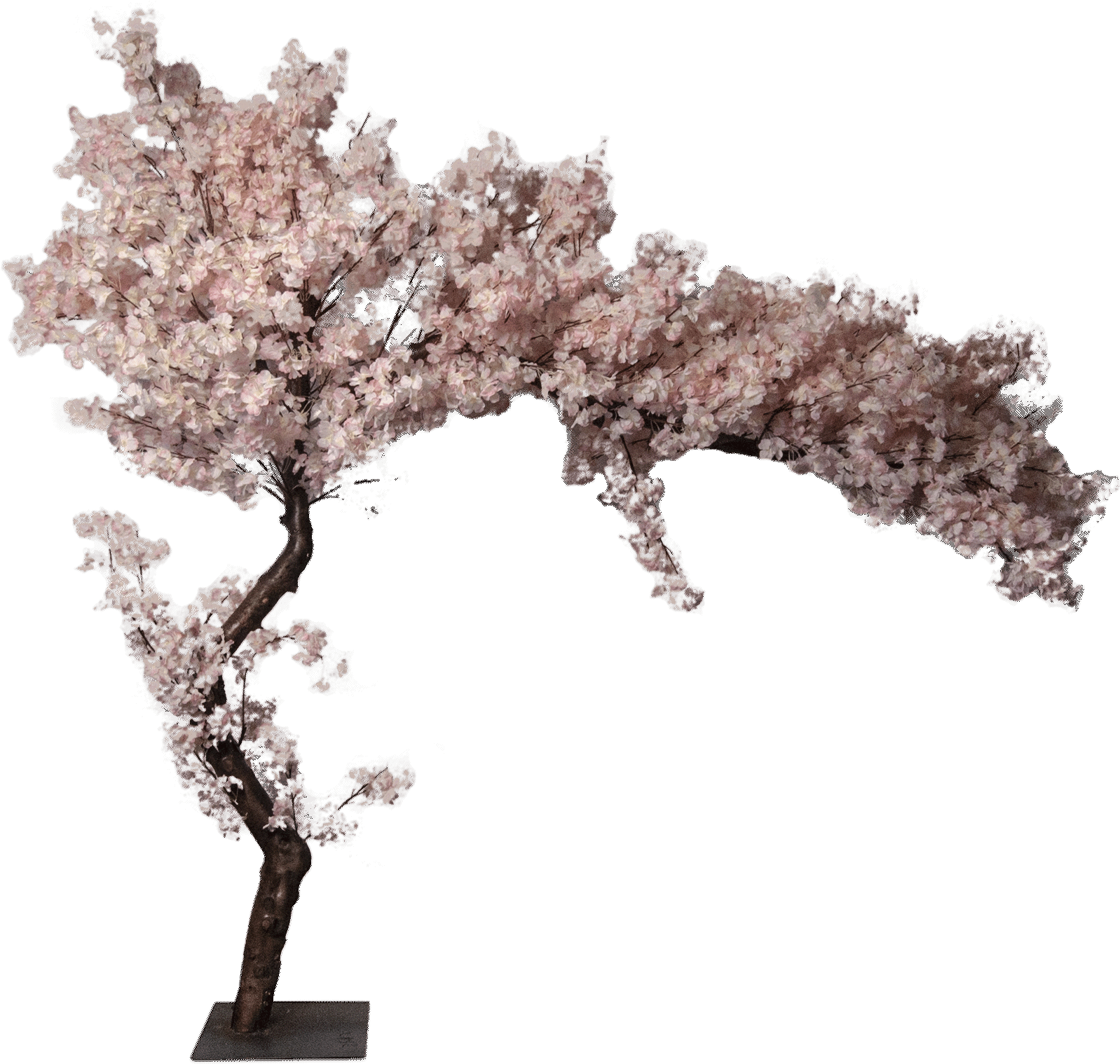 Cherry Blossom Tree 桌布 壁紙 — 一棵精緻的粉紅色櫻花樹，樹幹彎曲，花朵繁茂，孤立在純黑色背景上。