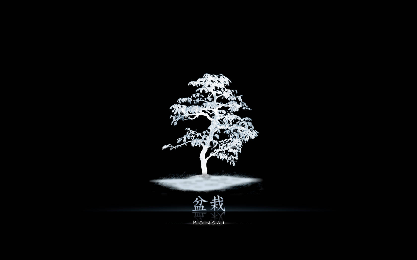 Plant 桌布 壁紙 — 一棵純白色的盆景樹剪影在純黑色背景上發光，根部下方有微妙的霧氣。