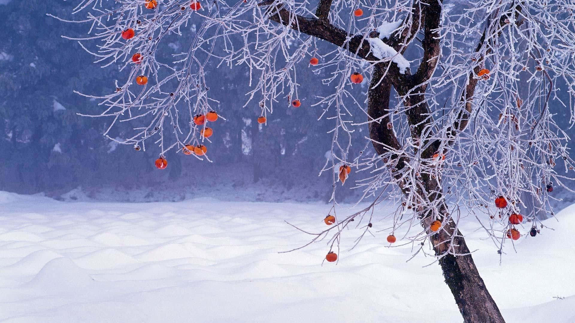 1080p Winter 桌布 壁紙 — 一棵結霜的樹上掛滿鮮豔的橙色柿子，垂在雪地上，背景是朦朧的藍色森林。