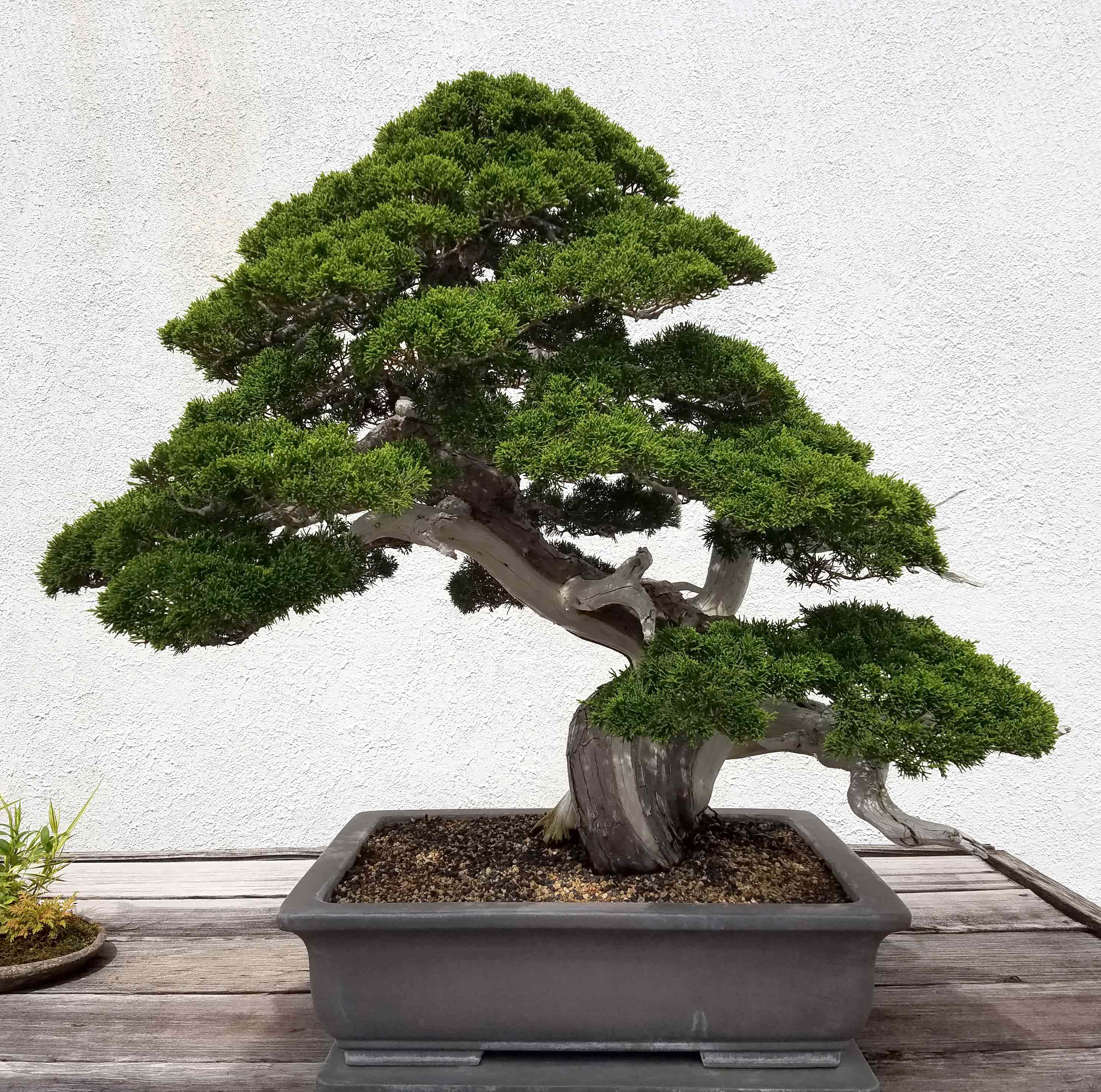 Bonsai Trees 桌布 壁紙 — 一棵經過精心修剪的盆景樹，擁有茂密的綠色葉片和粗糙的樹幹，放置在木質表面上的深色長方形花盆中，背景是帶有紋理的白色牆壁。