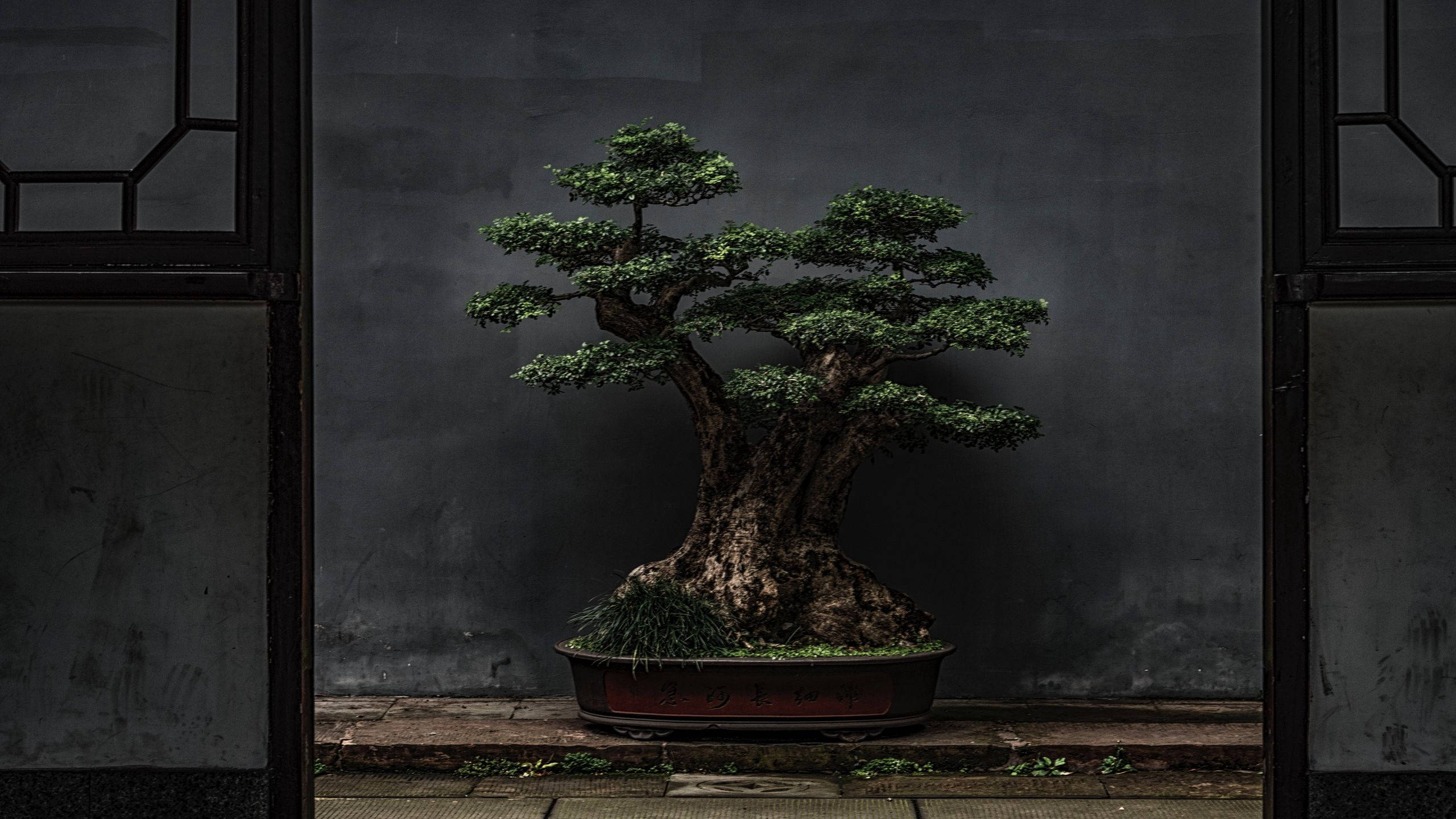 Plant 桌布 壁紙 — 一棵經過精心修剪的盆景樹，樹皮粗糙，綠葉茂密，放在紅色花盆中，背景是深灰色牆壁，由傳統格子窗框著。