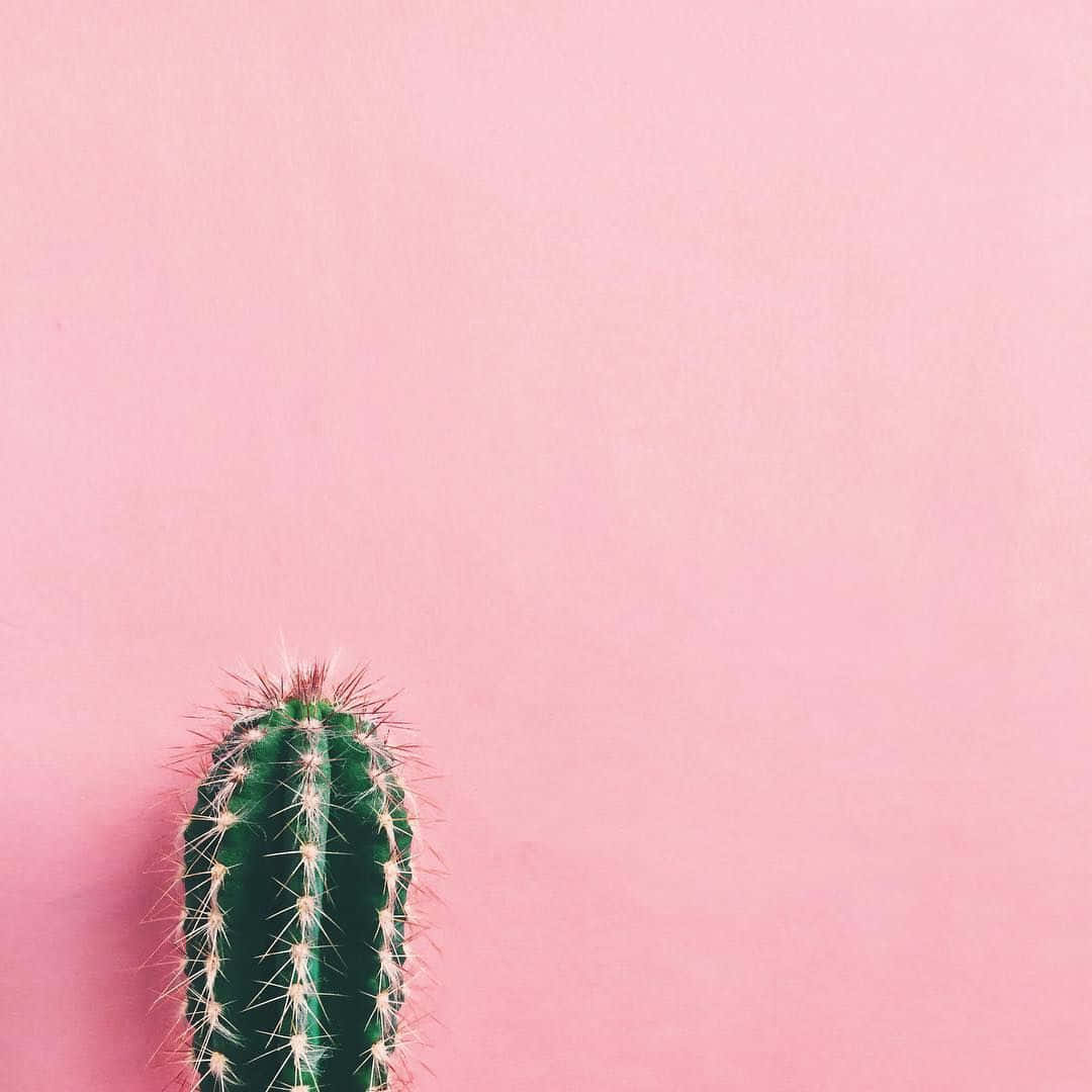 Cactus 桌布 壁紙 — 一棵綠色多刺的仙人掌在柔和的粉紅色牆壁前以極簡構圖矗立。