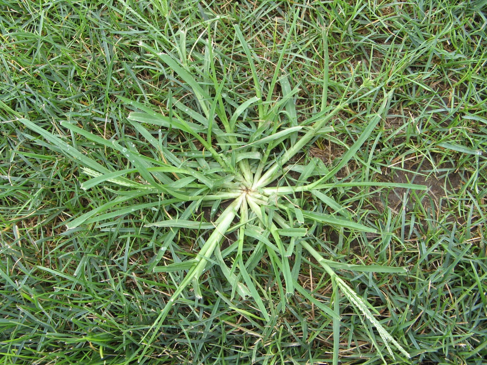 Grass 桌布 壁紙 — 一棵綠色植物，長有細長的葉子，從中心點向外輻射，生長在草地中。
