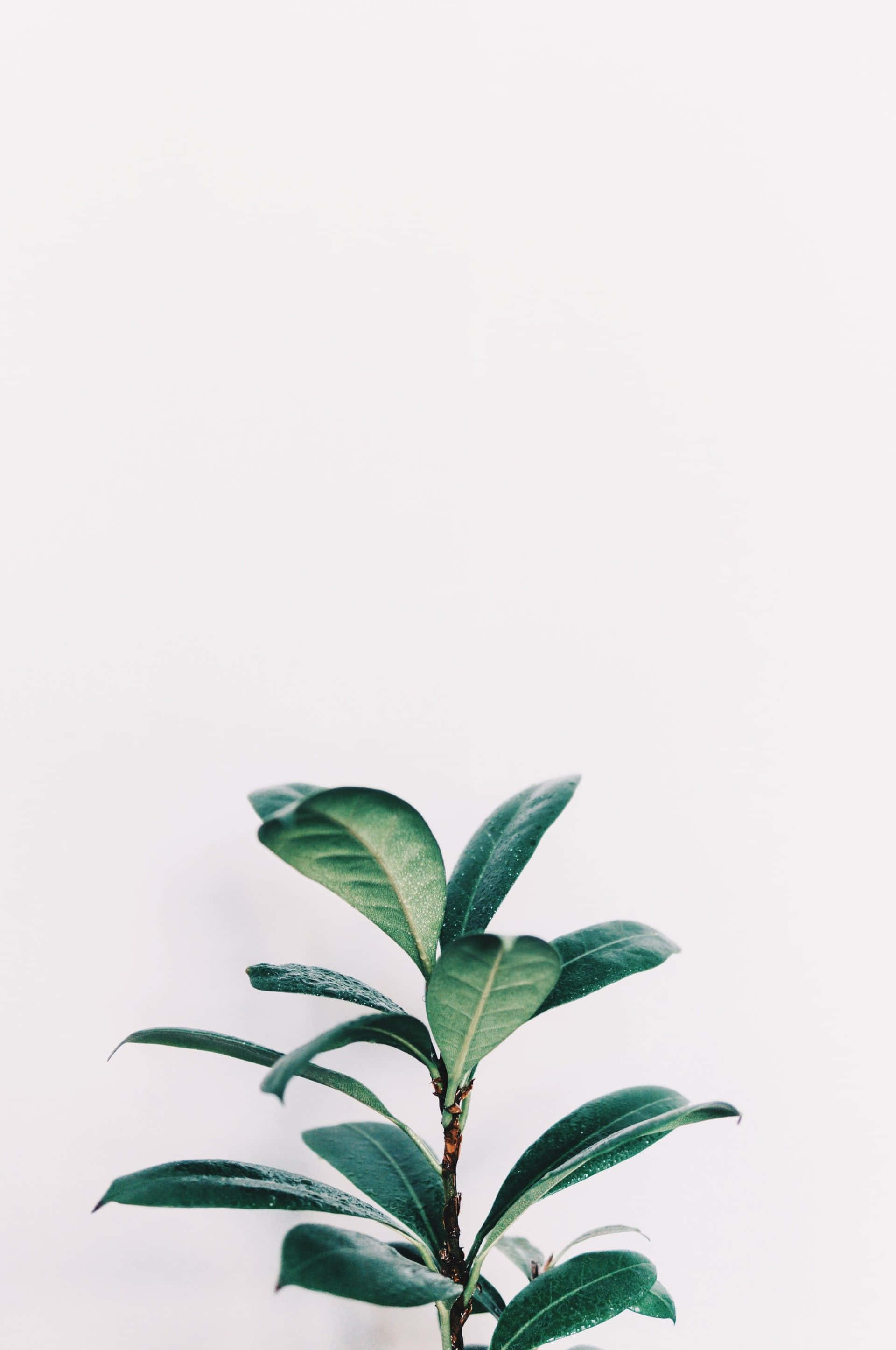 桌布 壁紙 — 一棵綠色葉子植物在簡約白色背景上發芽，帶有柔和陰影。
